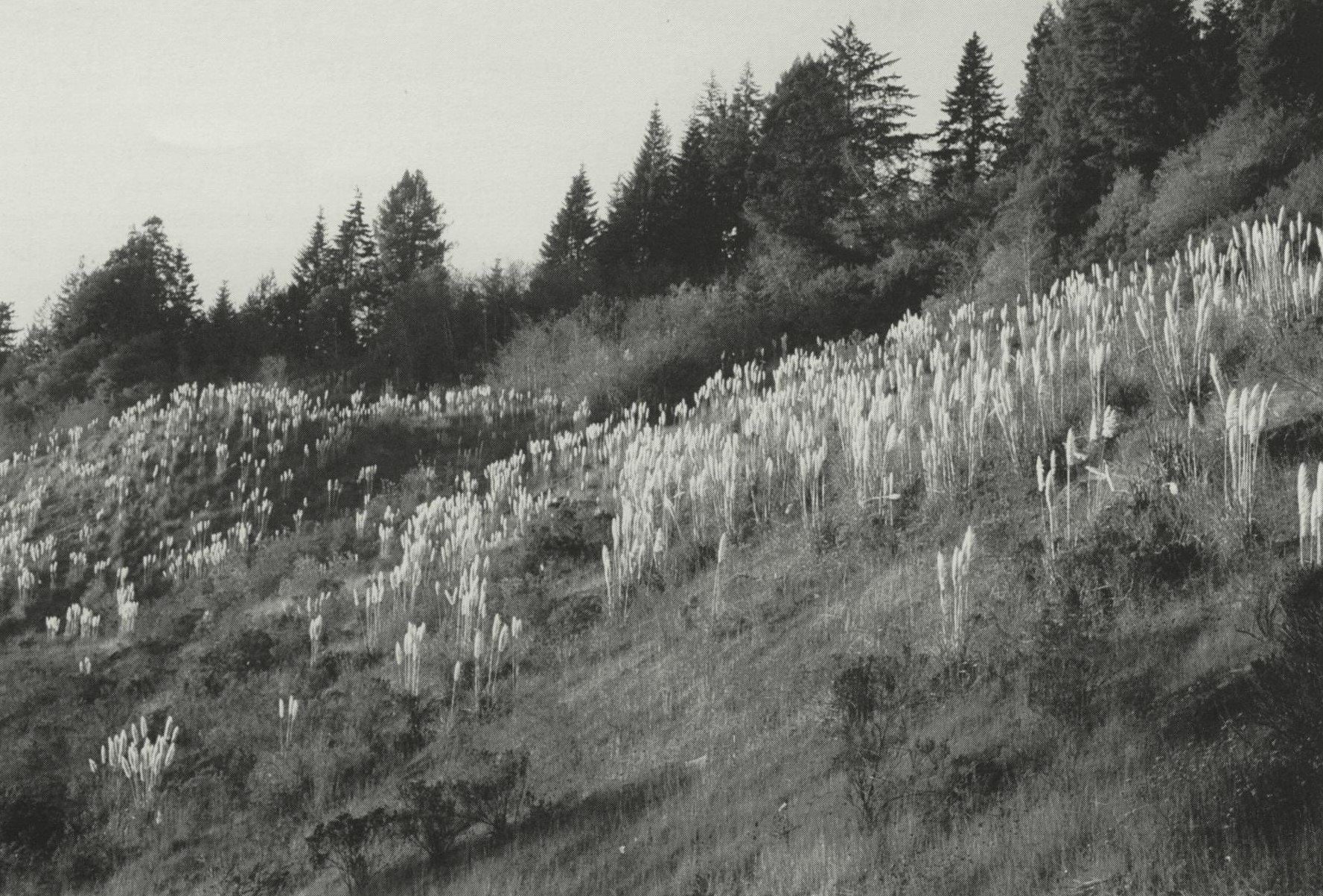 Black-and-white photograph of mountain slope covered with plume-like grasses