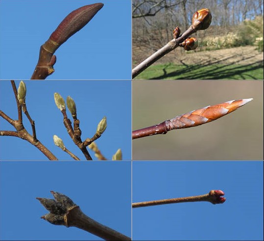 Left to right: Tulip tree, Horsechestnut, Magnolia, Beech, Three Flowered Maple, Katsura tree
