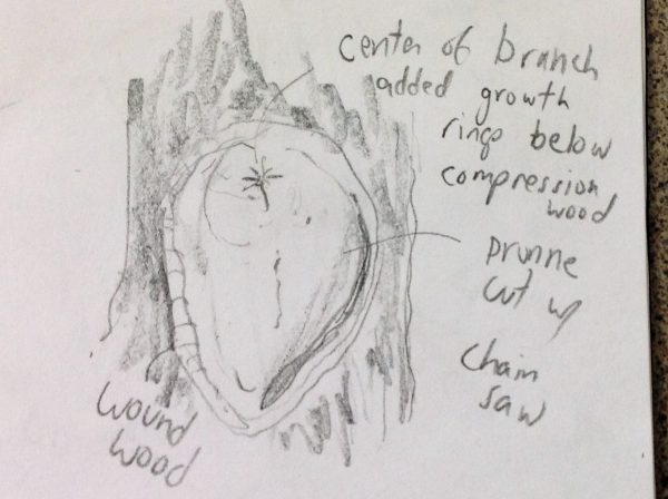 Compression wood: reaction wood formed on lower sides of branches to support the limb from below.