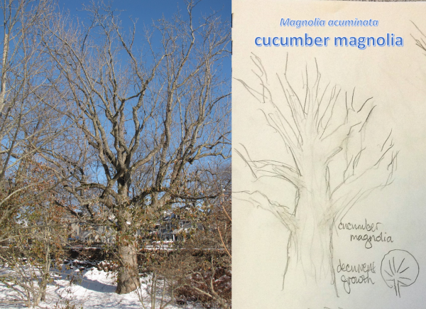 Decurrent growth habit: having multiple secondary branches to create a more rounded form.