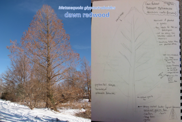 Genotype growth habit: the genetic makeup of a tree. Excurrent growth habit: having a central leader