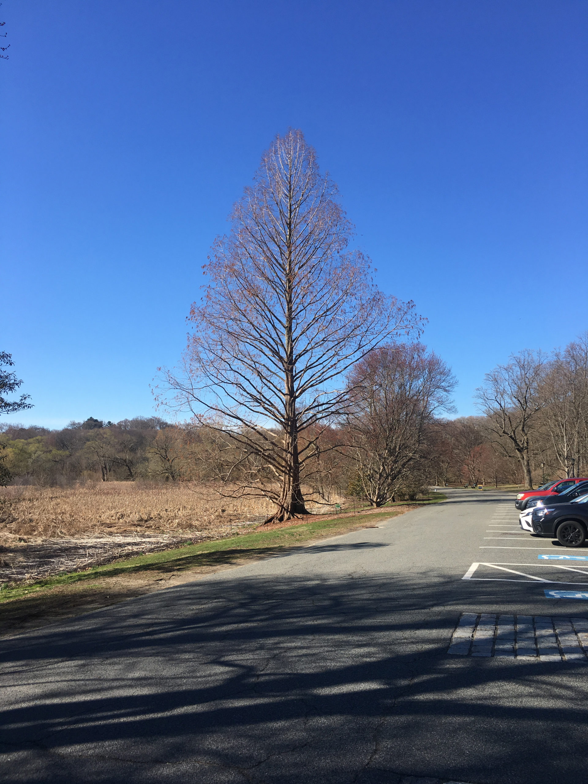 Metasequoia glyptostroboides across from The Meadow, 2019.