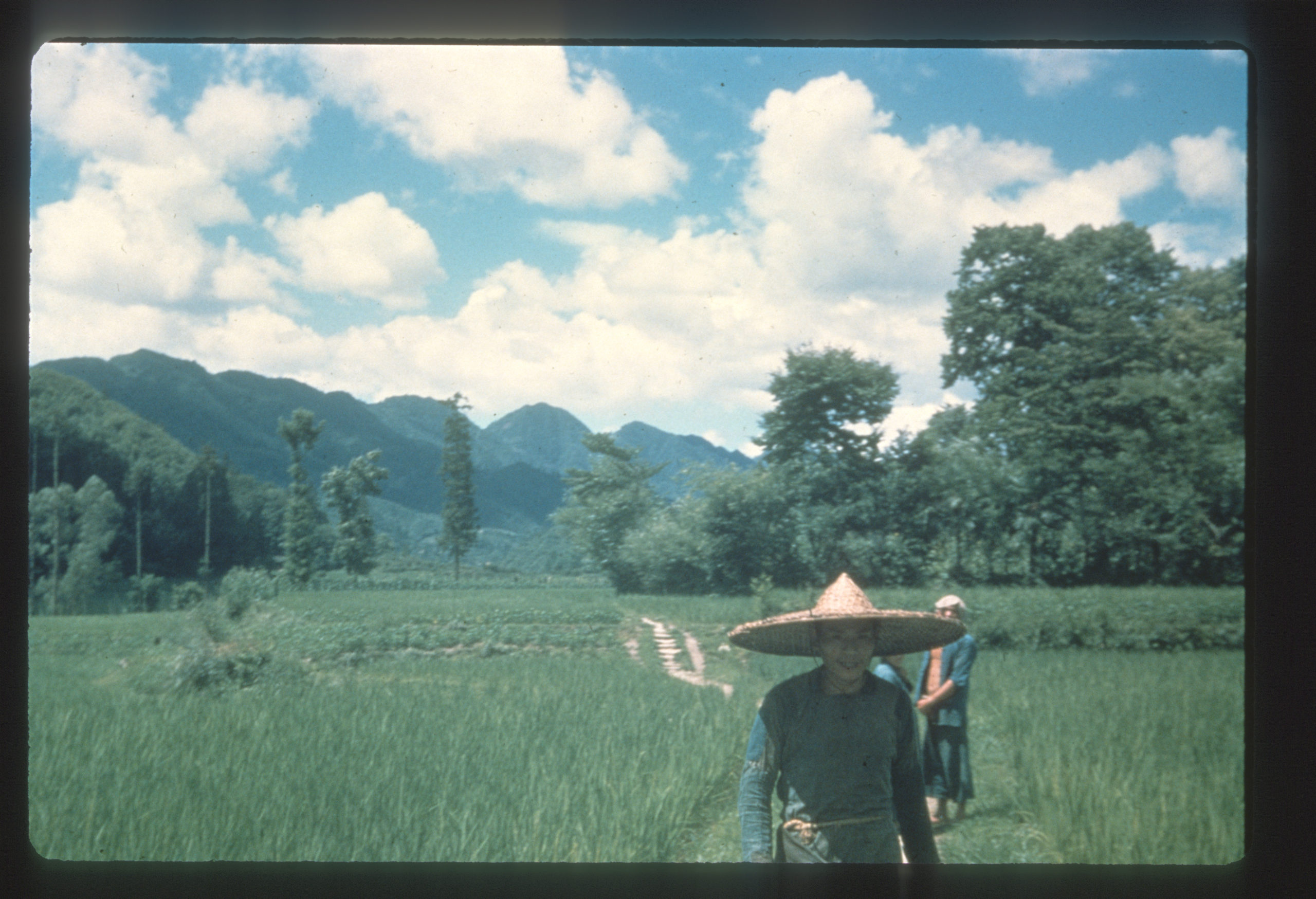 M. glyptostroboides, 1948 expedition. Photograph by J.L. Gressit.