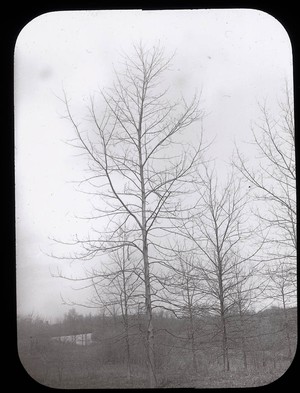 Hicoria minima (Bitternut Hickory) Arnold Arboretum [Title from recto of slide.] 8.5 x 10.5 cm. Slide A-68. Emulsion on glass.