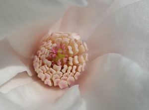 Flower of Magnolia x loebneri 'Merrill'