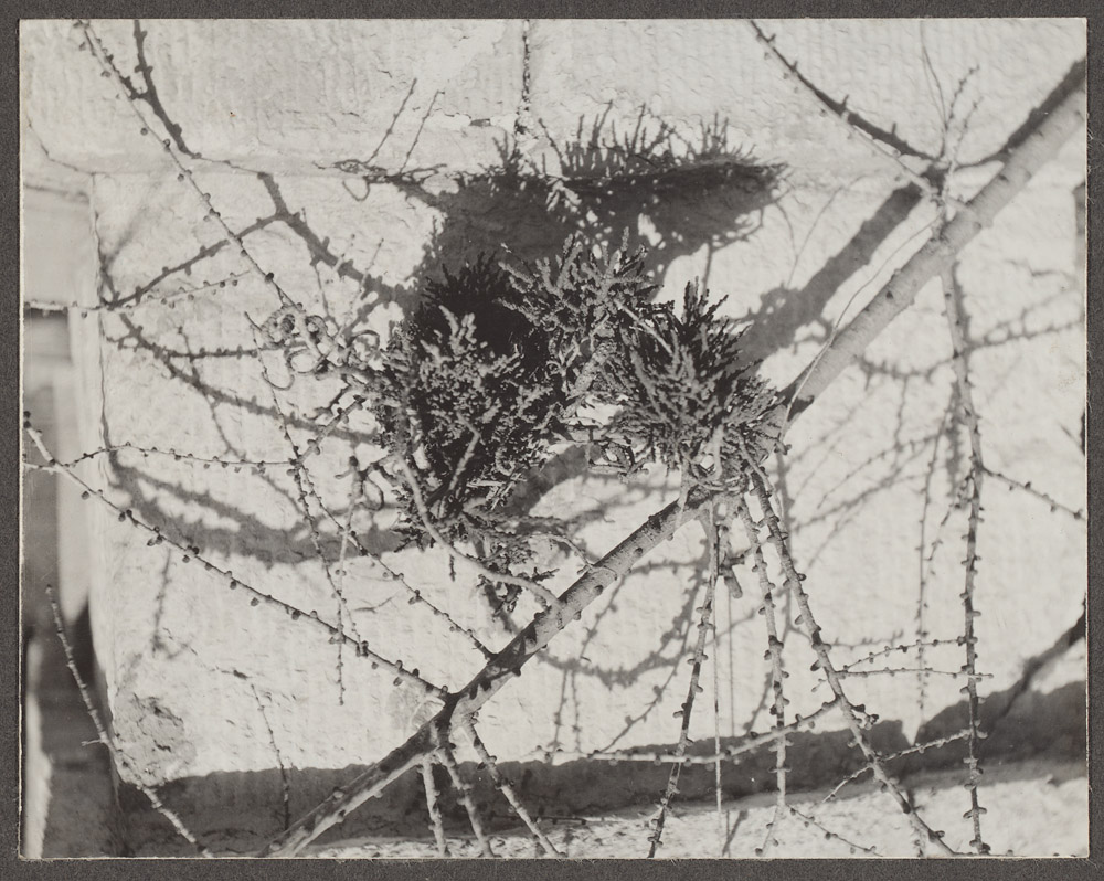 Larix dahurica var Principis Rupprechtii. A witchbroom on a larch, found in a small larch forest near Tchai ling sze temple. Prof. C.S.Sargent says larch is probably new. Wu tai shan, Shansi, China. February 26, 1908. [Information from label on verso of photo mount.] 9.5 x 12.5 cm. Gelatin silver process on paper.