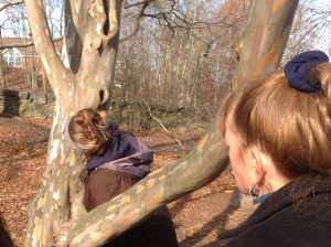 Looking for the cambium layer in a Japanese stewartia bark.