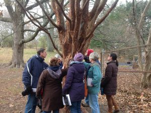 Up close and personal with a paperbark maple