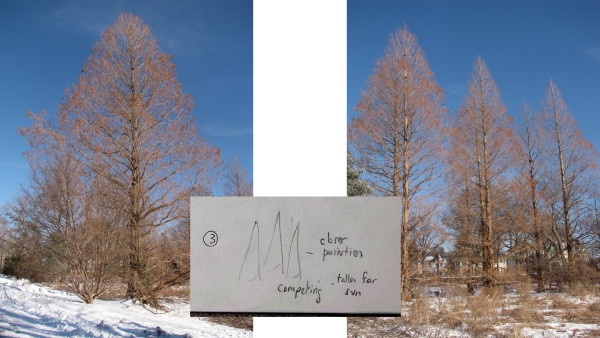 Phenotype: observable characteristics based on interaction between genotype and the environment.
