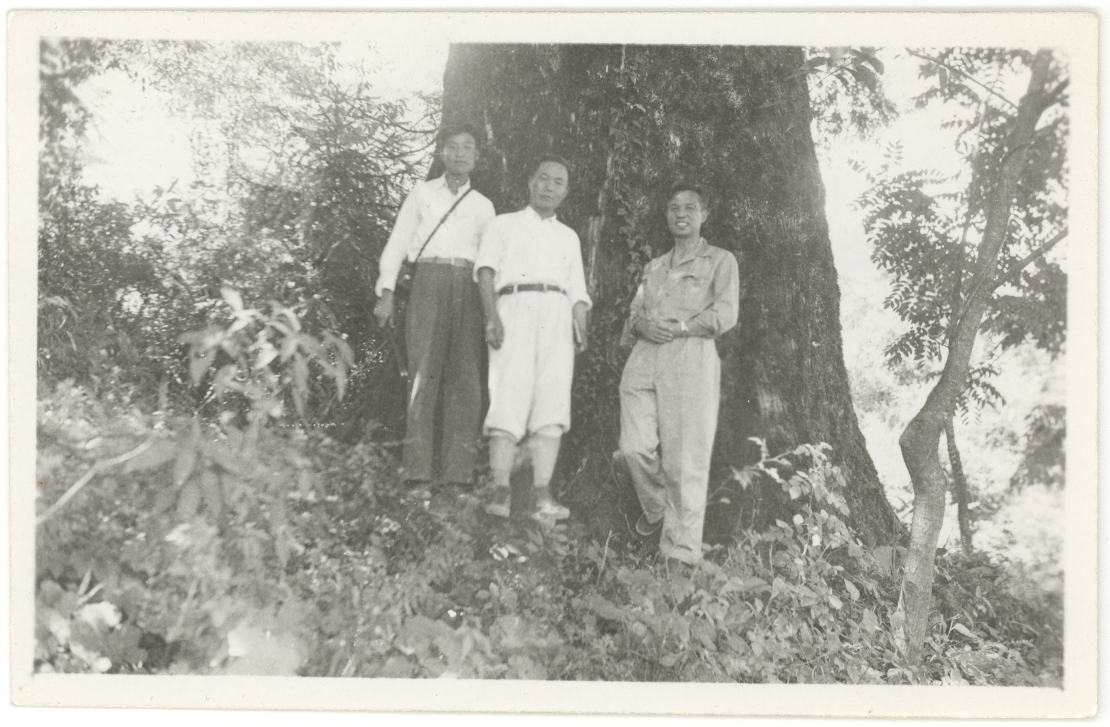 C.T. Hwa, W.C. Cheng, K.L. Chu standing by Metasequoia glyptostroboides from 1948 expedition to Hupeh, China. Photograph by W.C. Cheng.