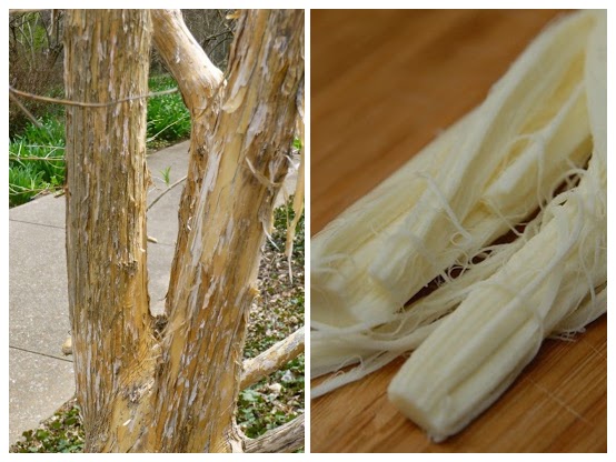 Seven son flower bark resembles string cheese.