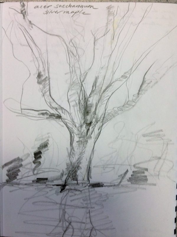 Quick sketch showing decurrent growth habit of silver maple.