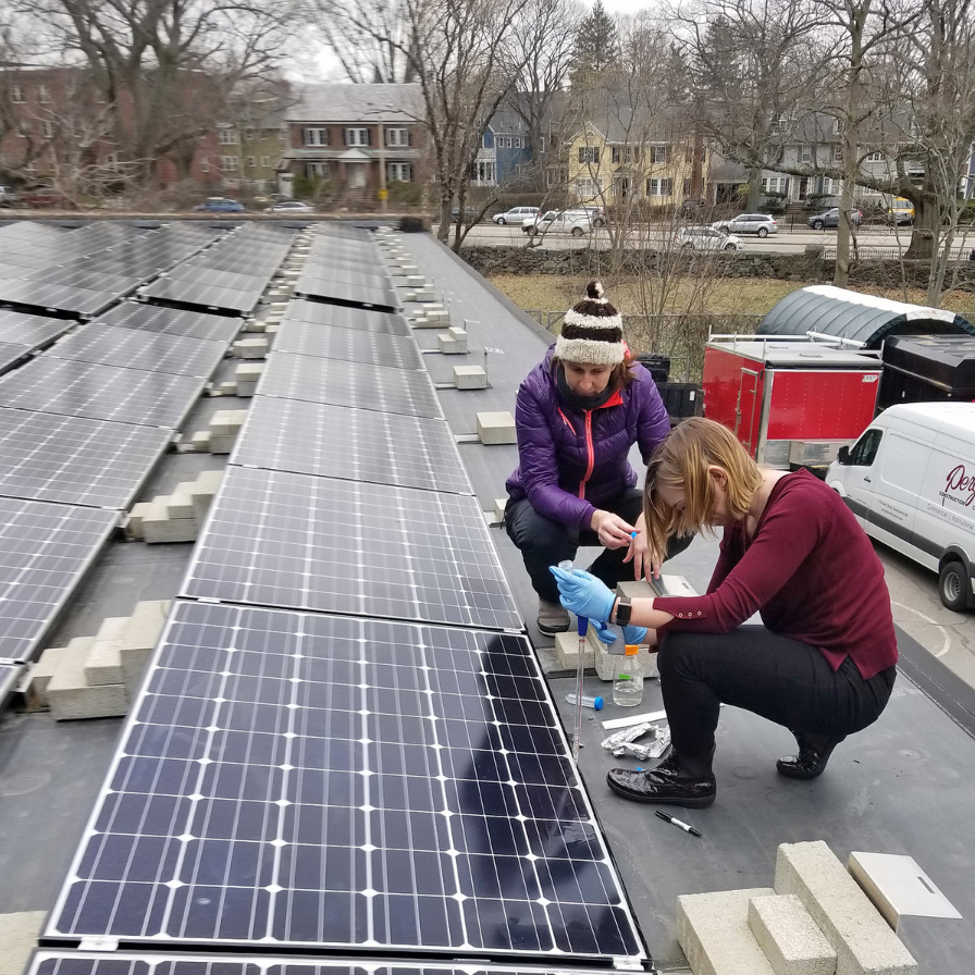 solar panel bacterium study at Arnold Arboretum
