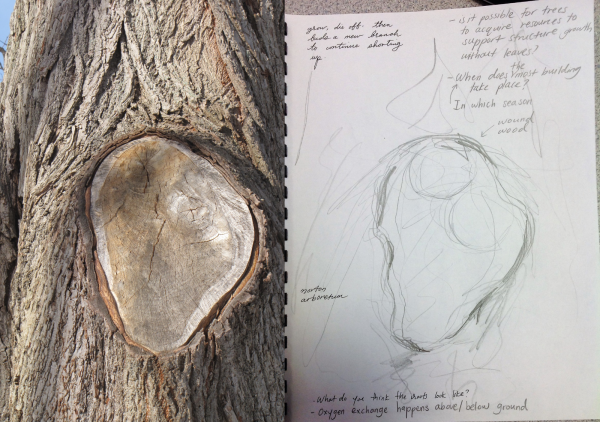 Woundwood: new wood that develops in response to a wound, leaving a scar that gradually covers the wound.