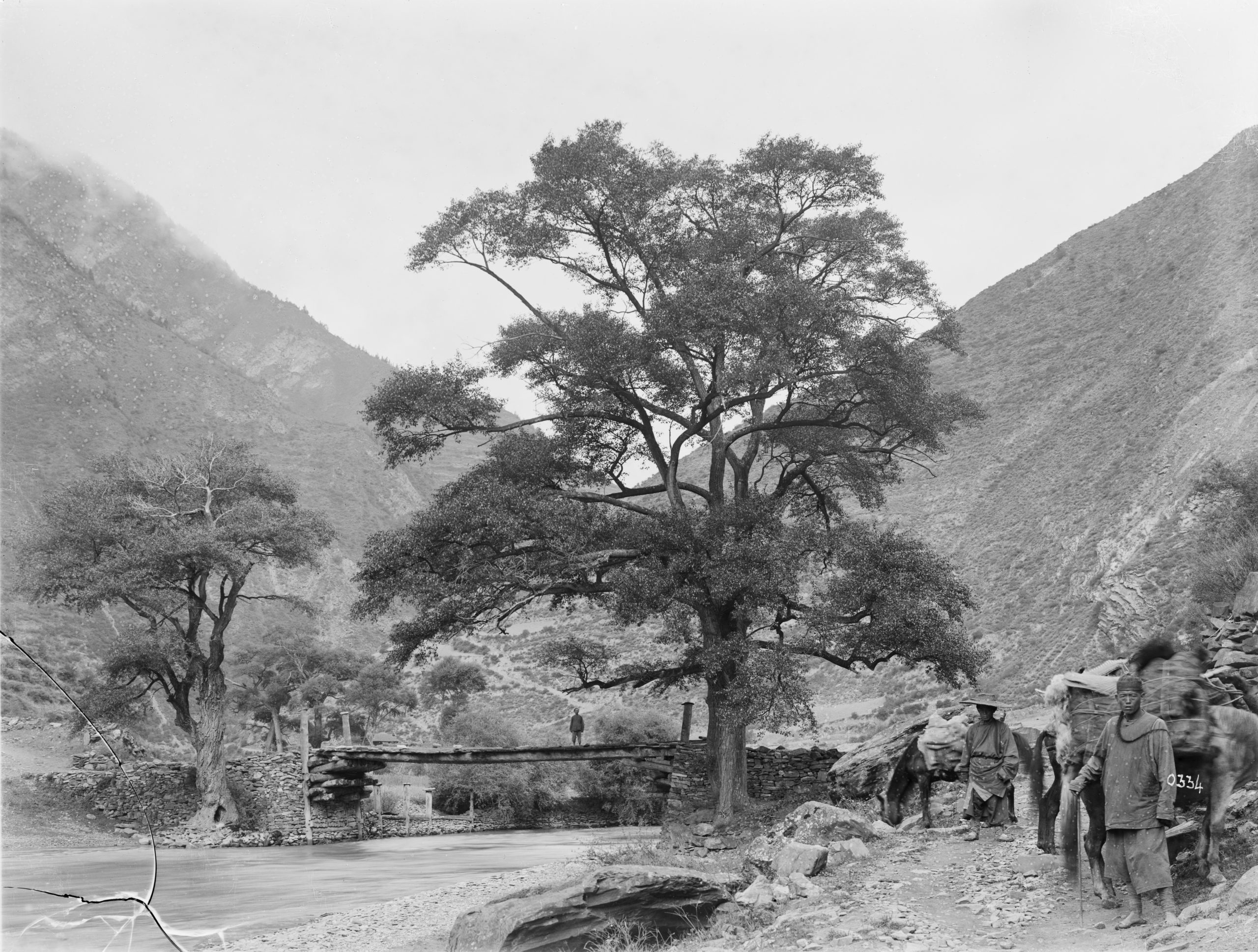 Poplar tree on the road south of Songpan.