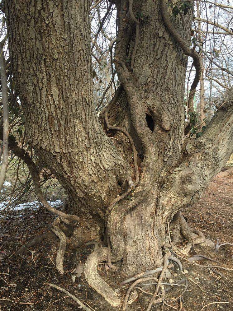 Storied trunk with Euonymus fortunei 'Coloratus' vine.
