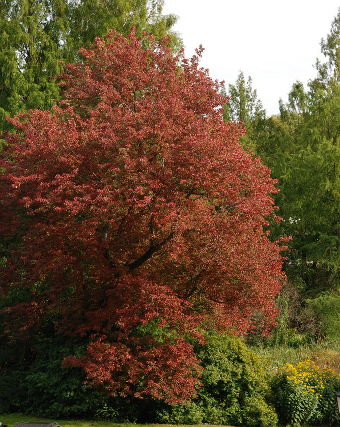 Mature specimen across from the Hunnewell Building.