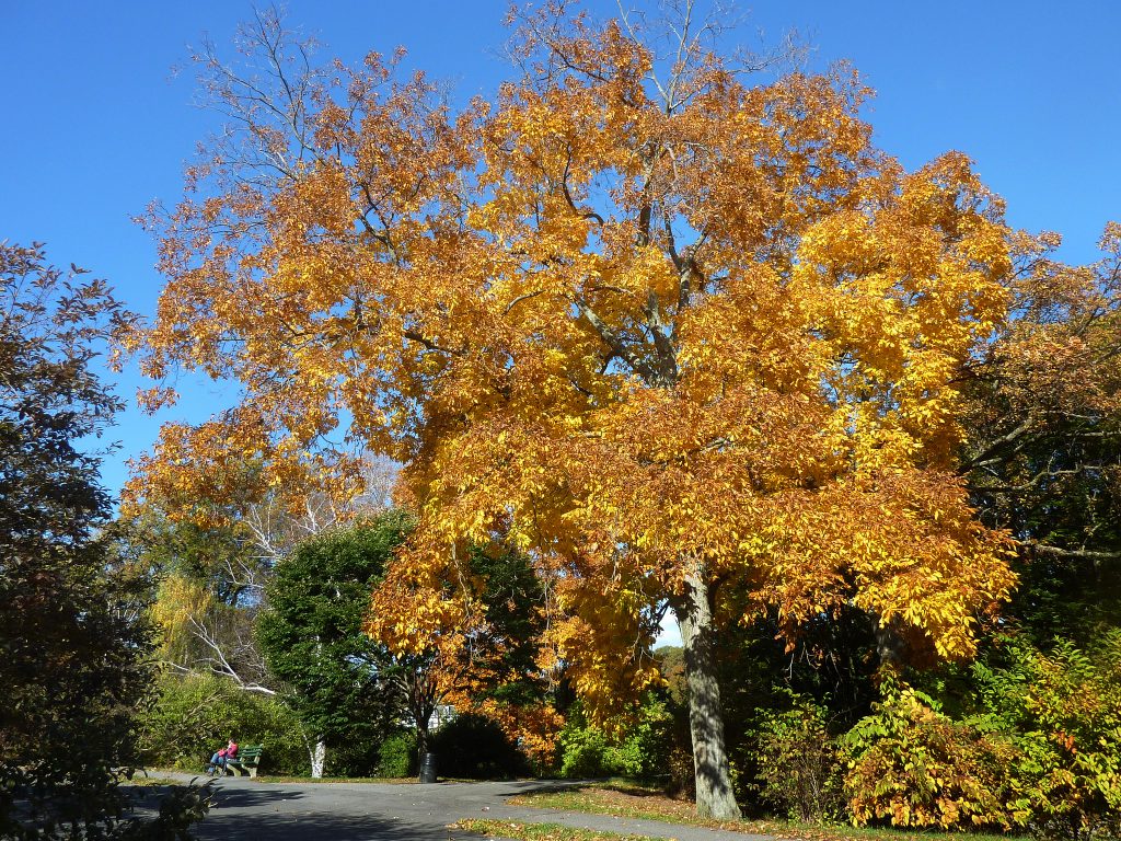 Fall color on this shellbark hickory (Carya laciniosa, 12897*A) in 2012 offers a preview of the dramatic show to come.