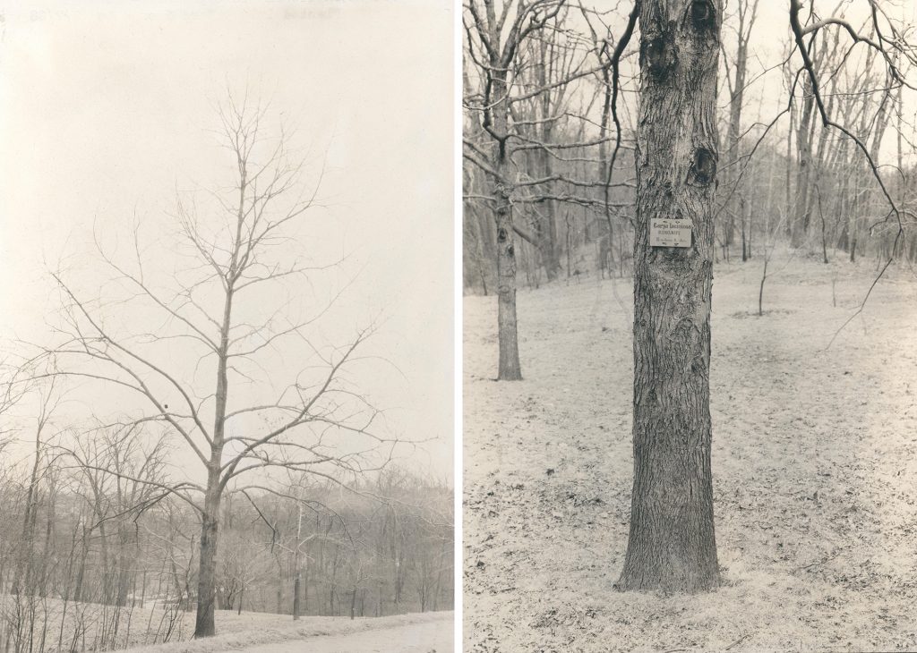 Paired photos from 1928 revealed the missing accession number for this shellbark hickory (Carya laciniosa, 12897*A).