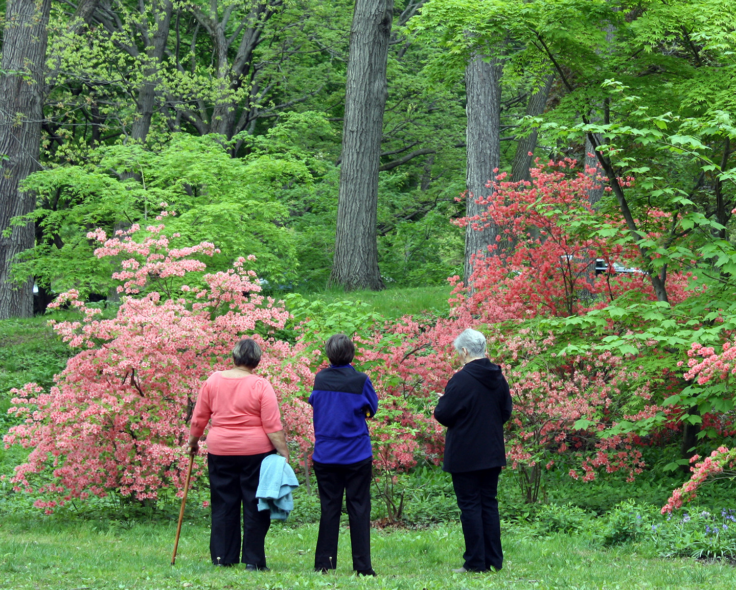 visitors admire azaleas in bloom at the Arboretum