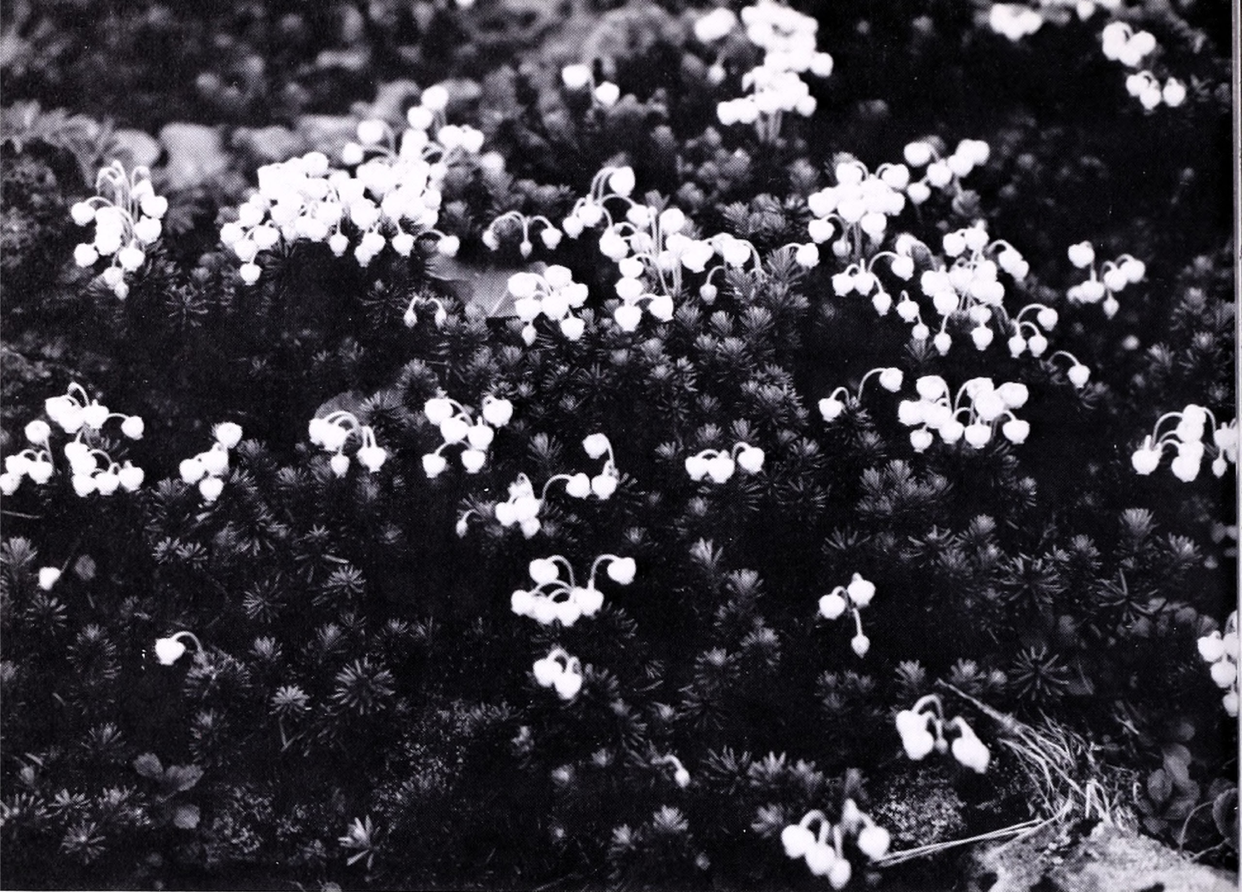 Black-and-white photograph of small white bell-shaped flowers