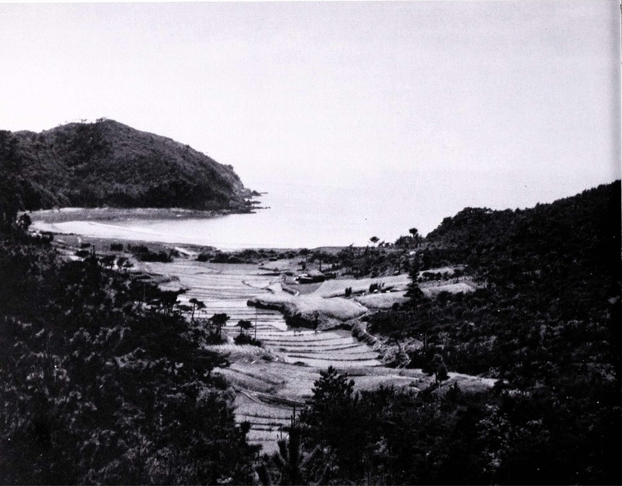 Black-and-white photograph of coast with vegetation in foreground