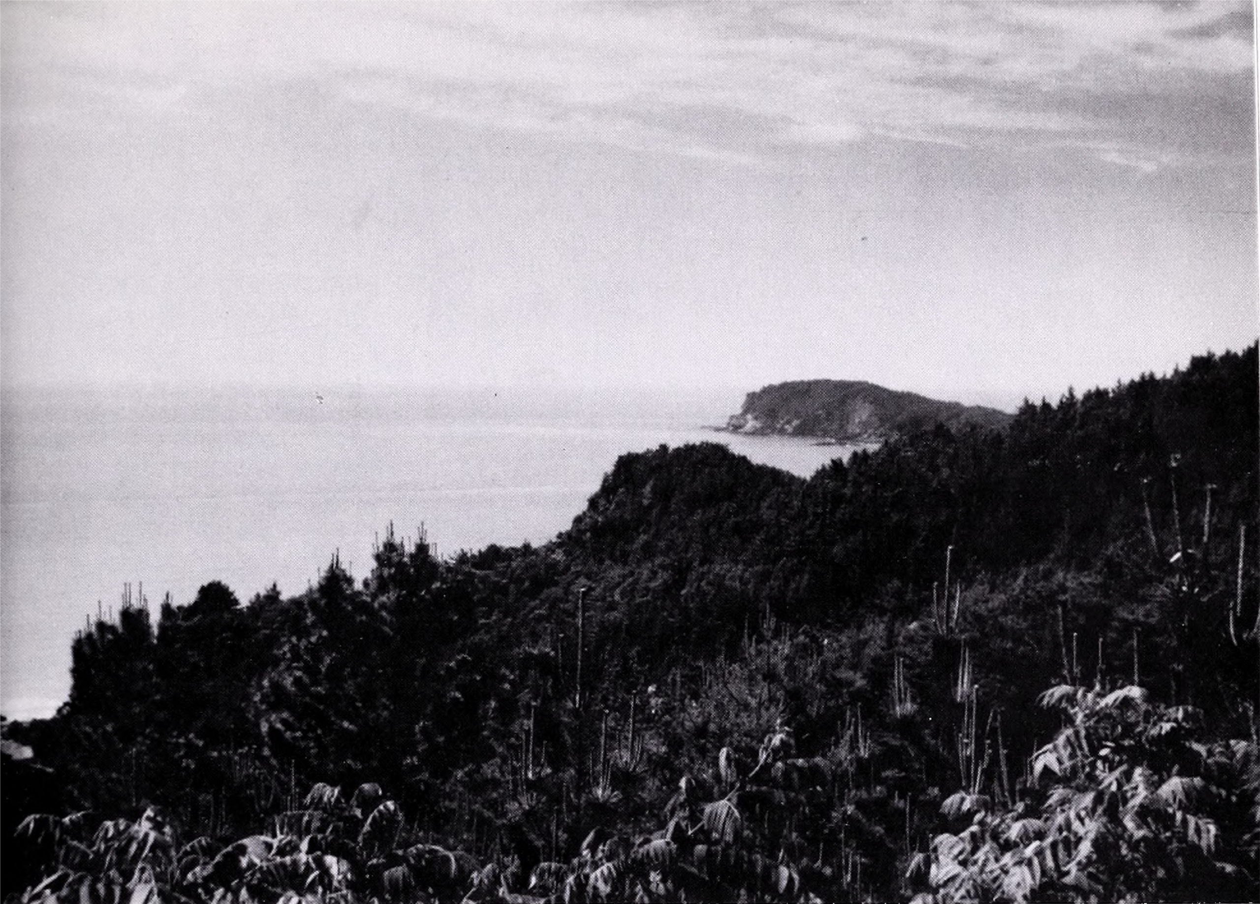 Black-and-white photograph of coast with vegetation in foreground