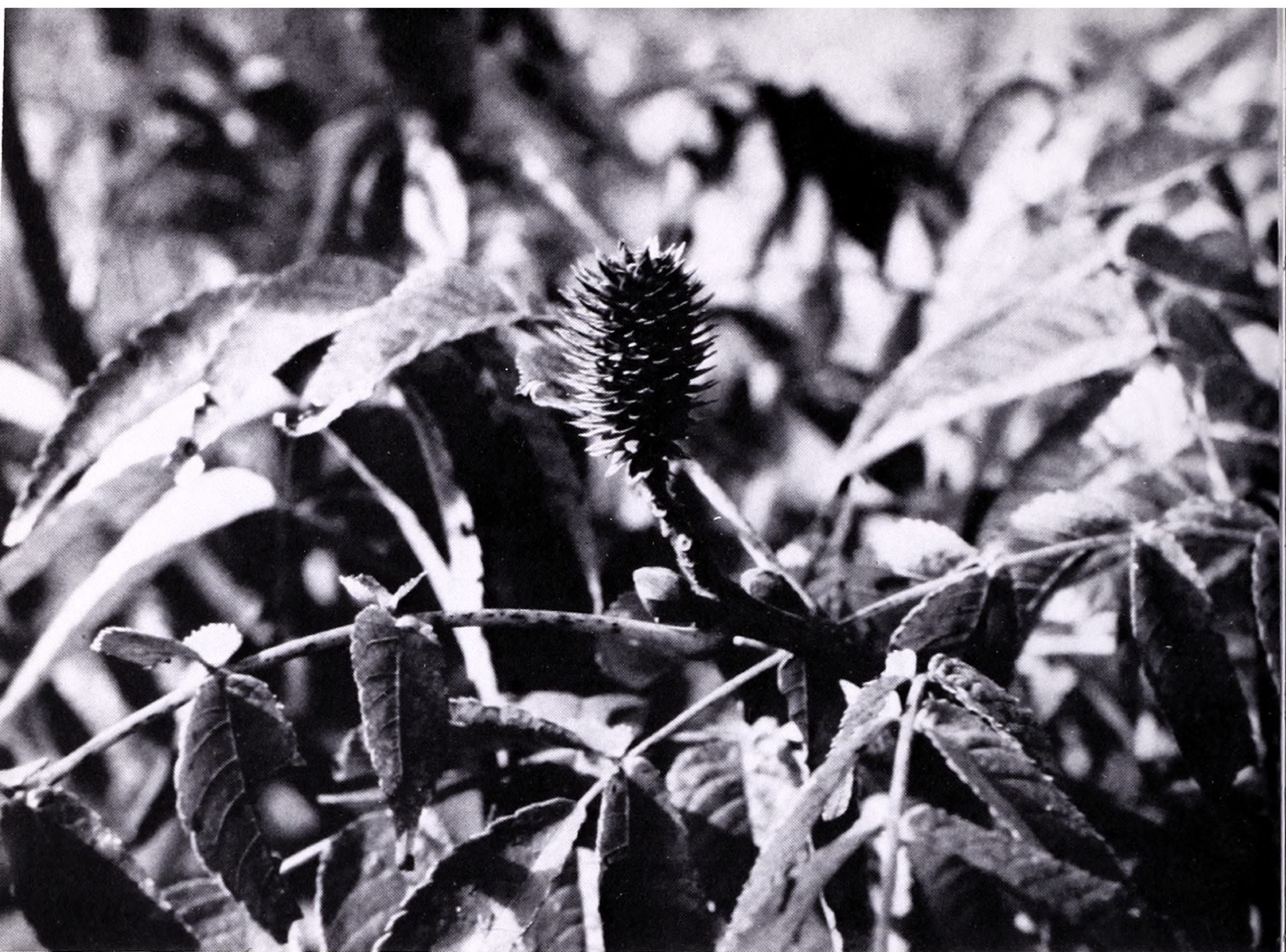 Black-and-white photograph showing distinctive fruit structures of Platycarya