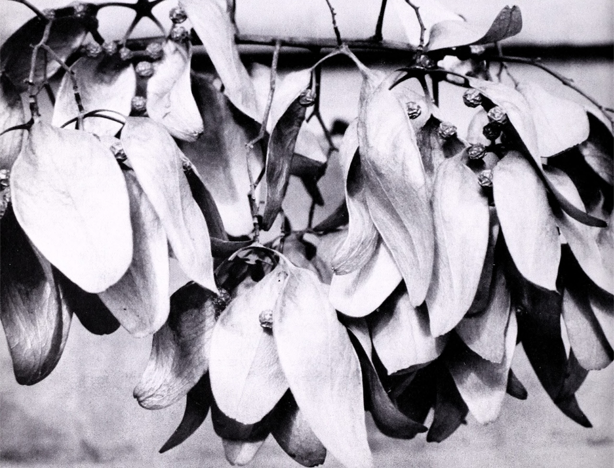 Black-and-white photograph showing distinctive fruits of Firmiana