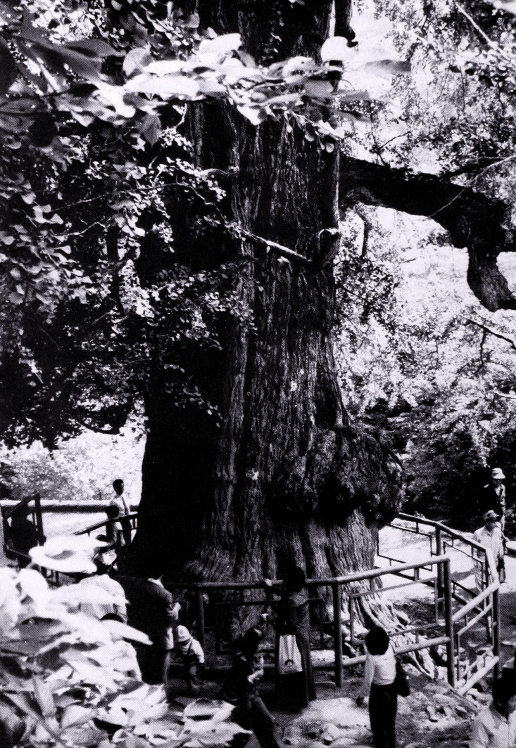 Black-and-white photograph showing people standing beside massive trunk of ginkgo