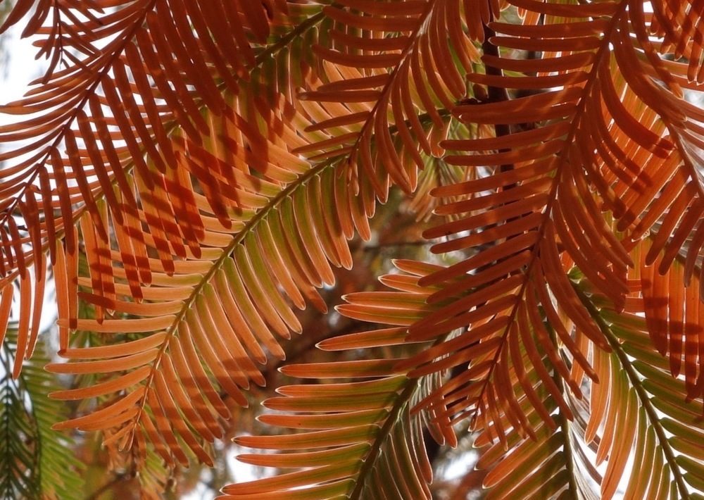 Copper-colored fall foliage.