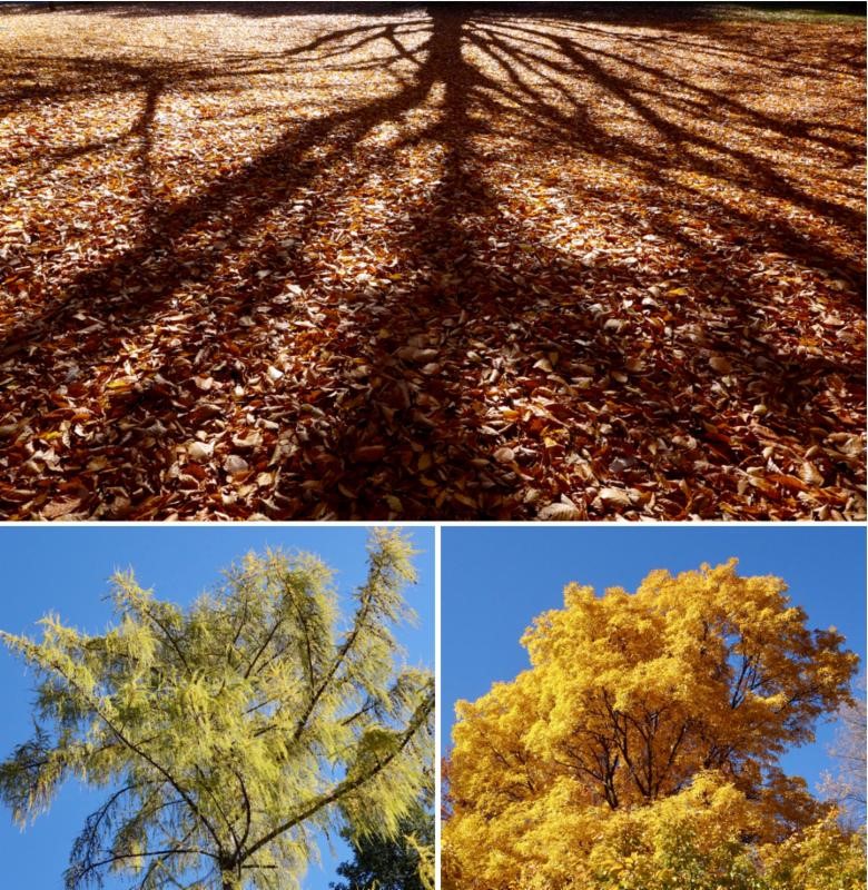 Image of shadows and highlights in the Arboretum