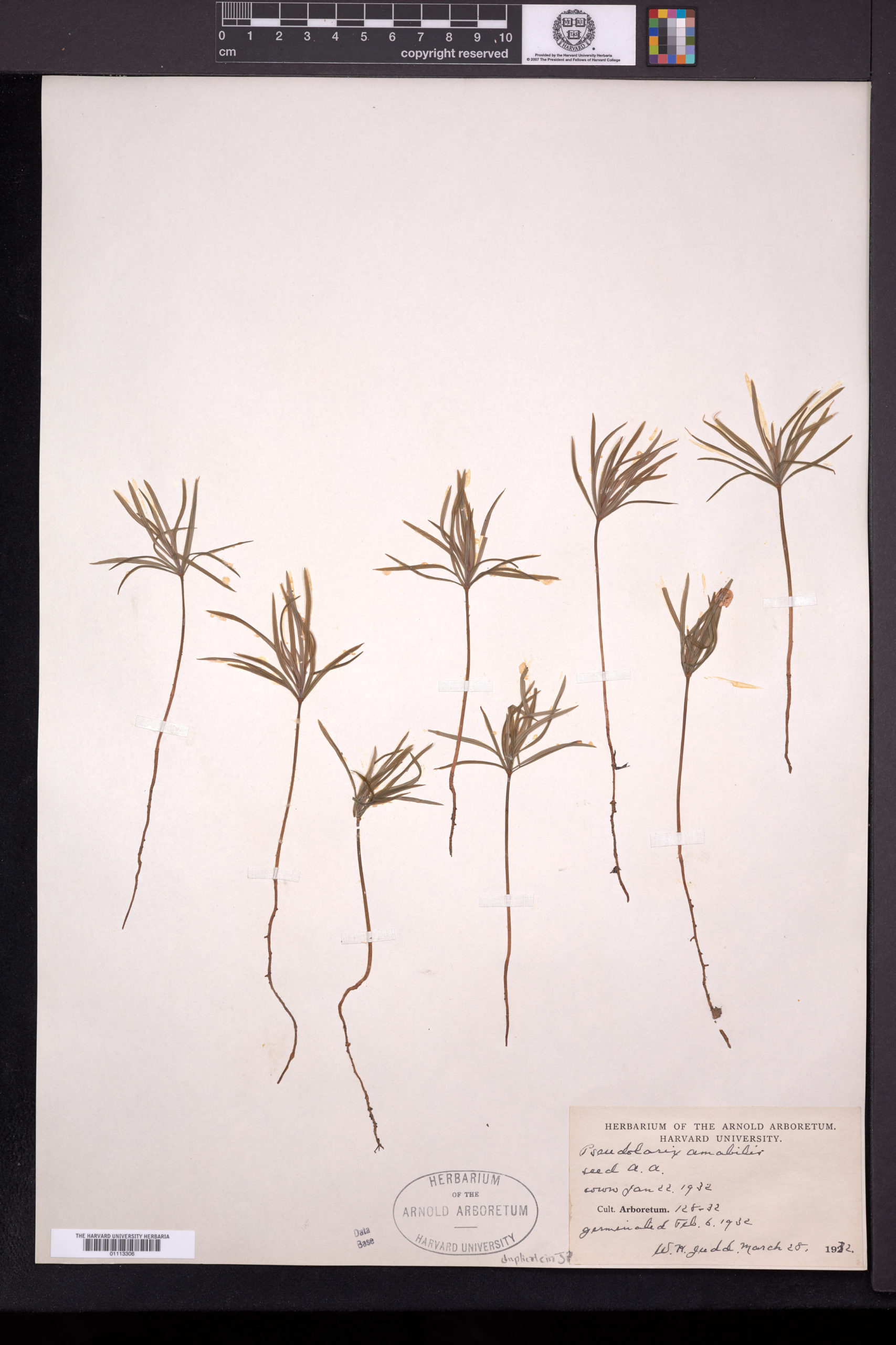 A herbarium voucher with golden larch seedlings grown at the Arnold Arboretum in 1932.
