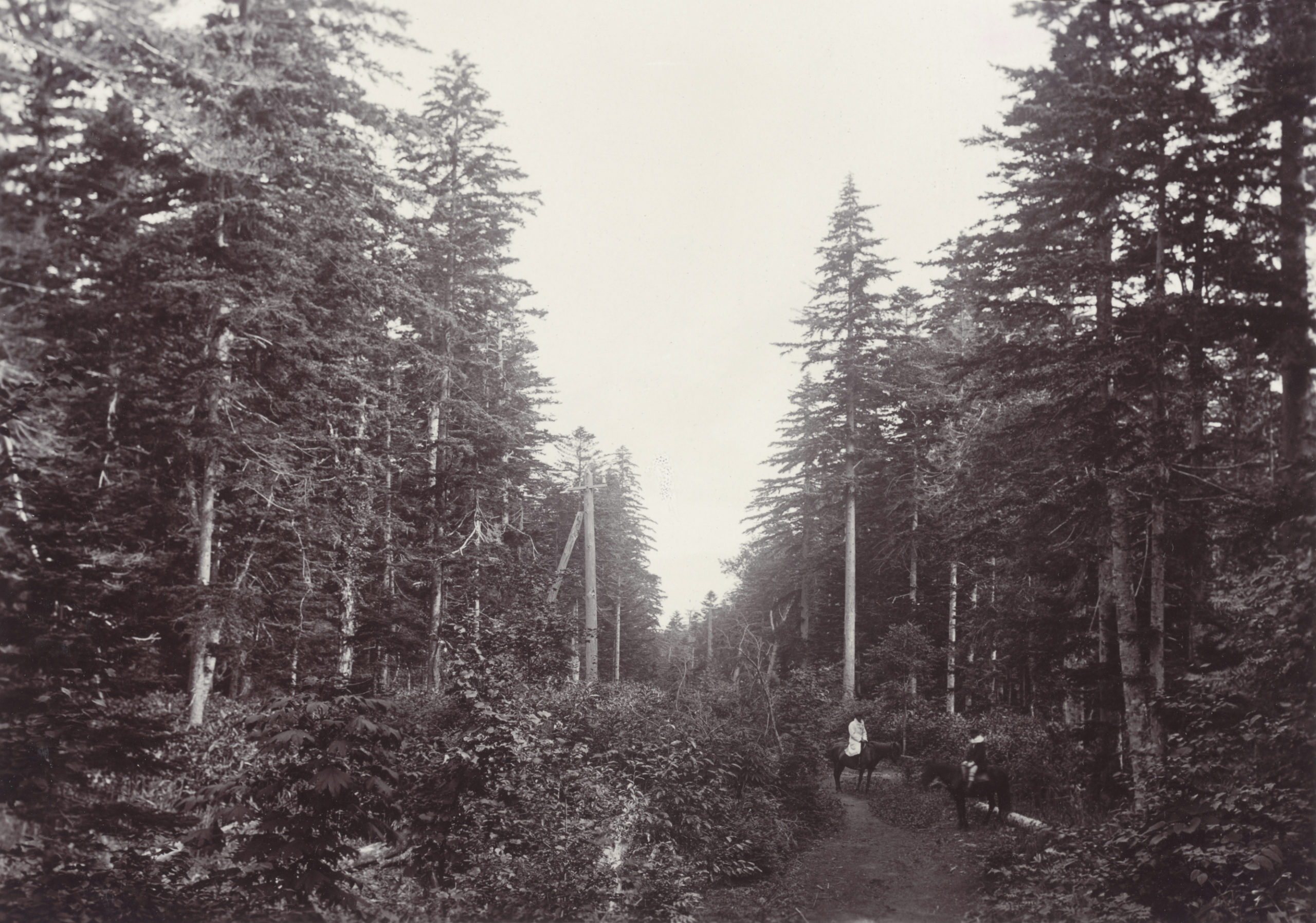 Abies sachalinensis and Picea ajanensis in the Shari State Forest, Kitami Hokkaido. 1905.
