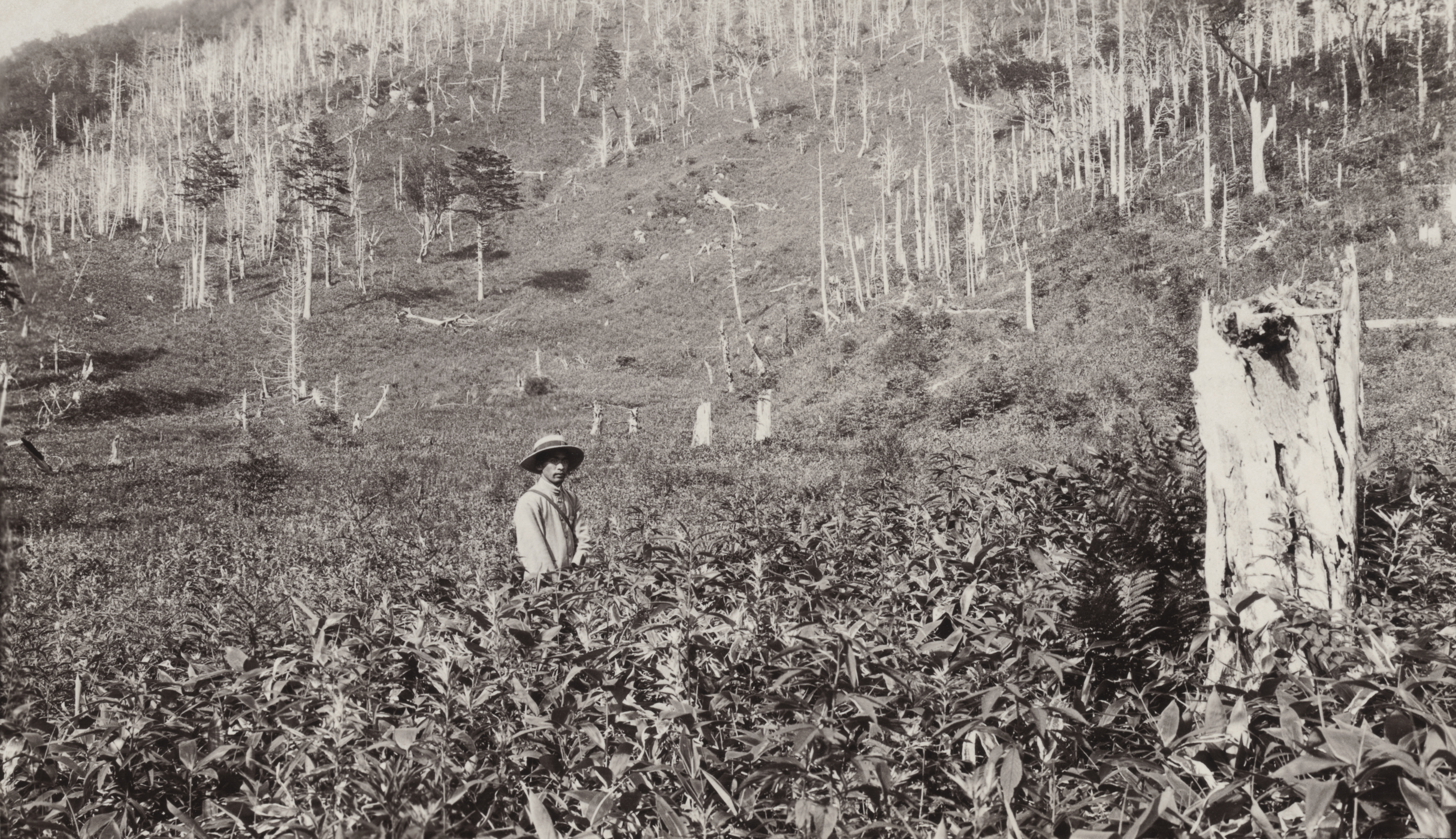 John Jack recorded the effects of forest fires on land that had been logged about 12 years previously. The hillisde was originally covered with Abies, Tsuga, Larix, Betula, oak, and other trees. There was some sprout growth but the ground cover was mostly dwarf bamboo (Japanese name Kumasasa). In Yumoto, Japan, August 11, 1905.