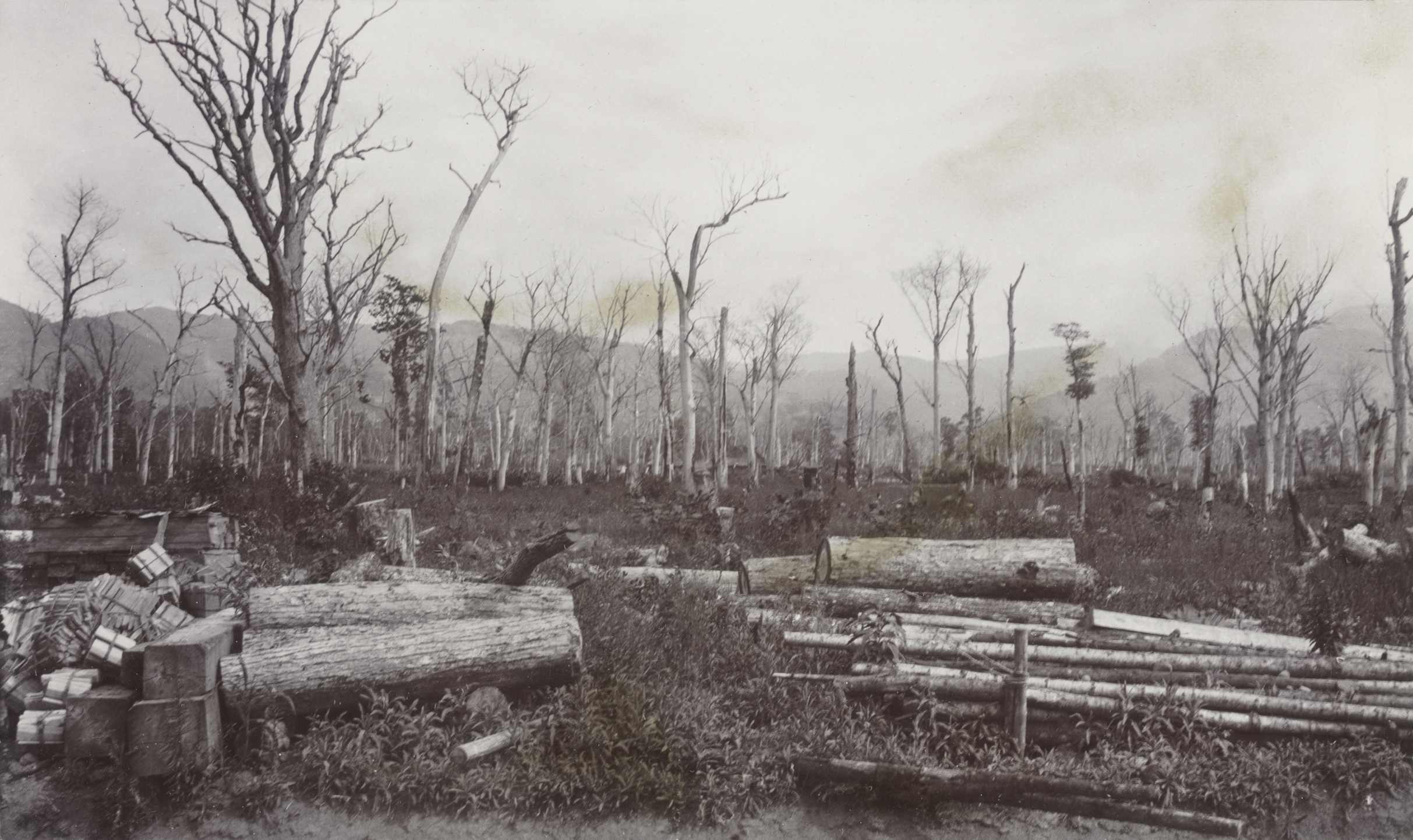 Timberland that had been logged out and burned near Isoya Station, Hokkaido. Photograph by John Jack, August 17, 1905.
