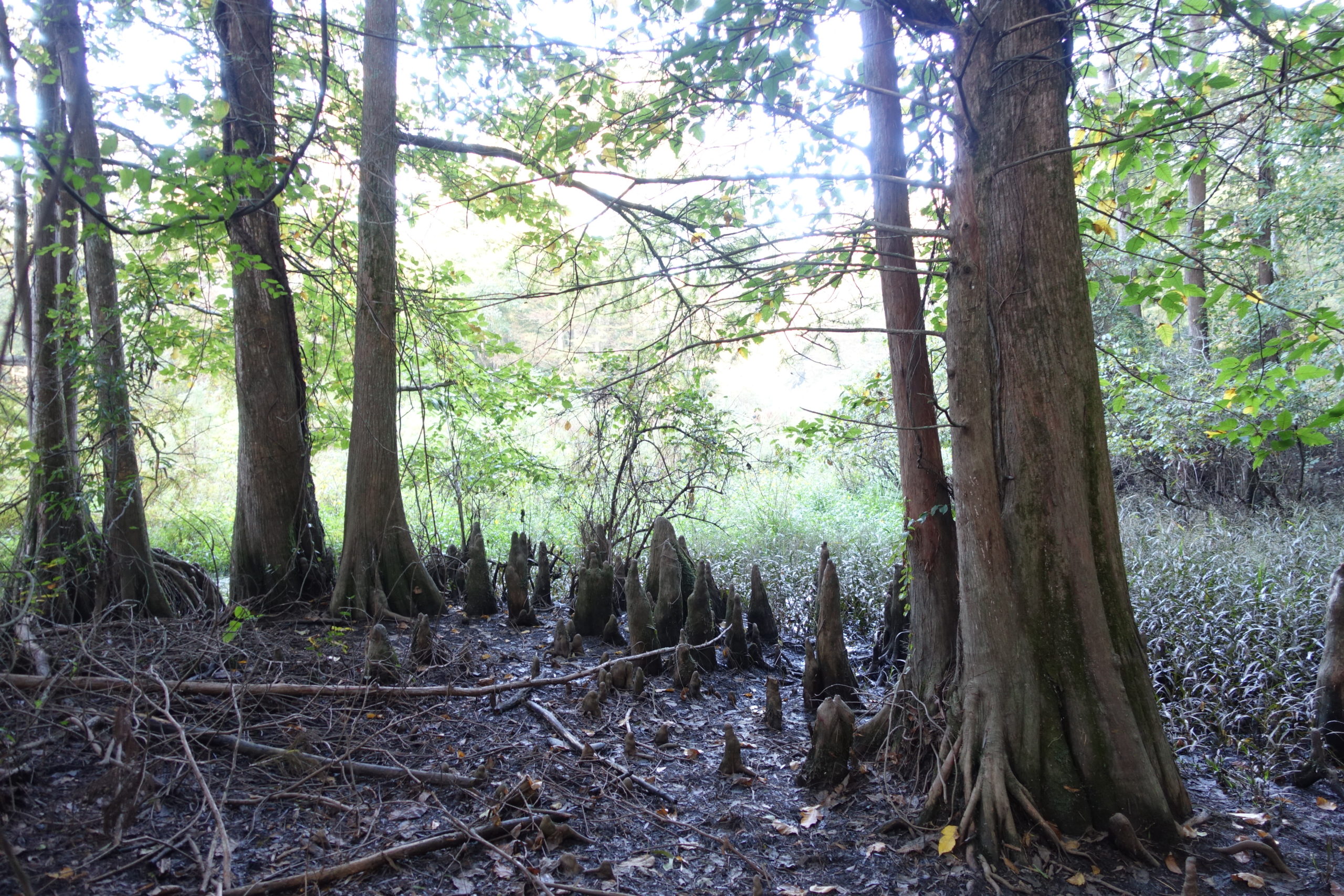 Bald cypress (Taxodium distichum) growing in Byrd Lake Natural Area in Pine Bluff, Arkansas.