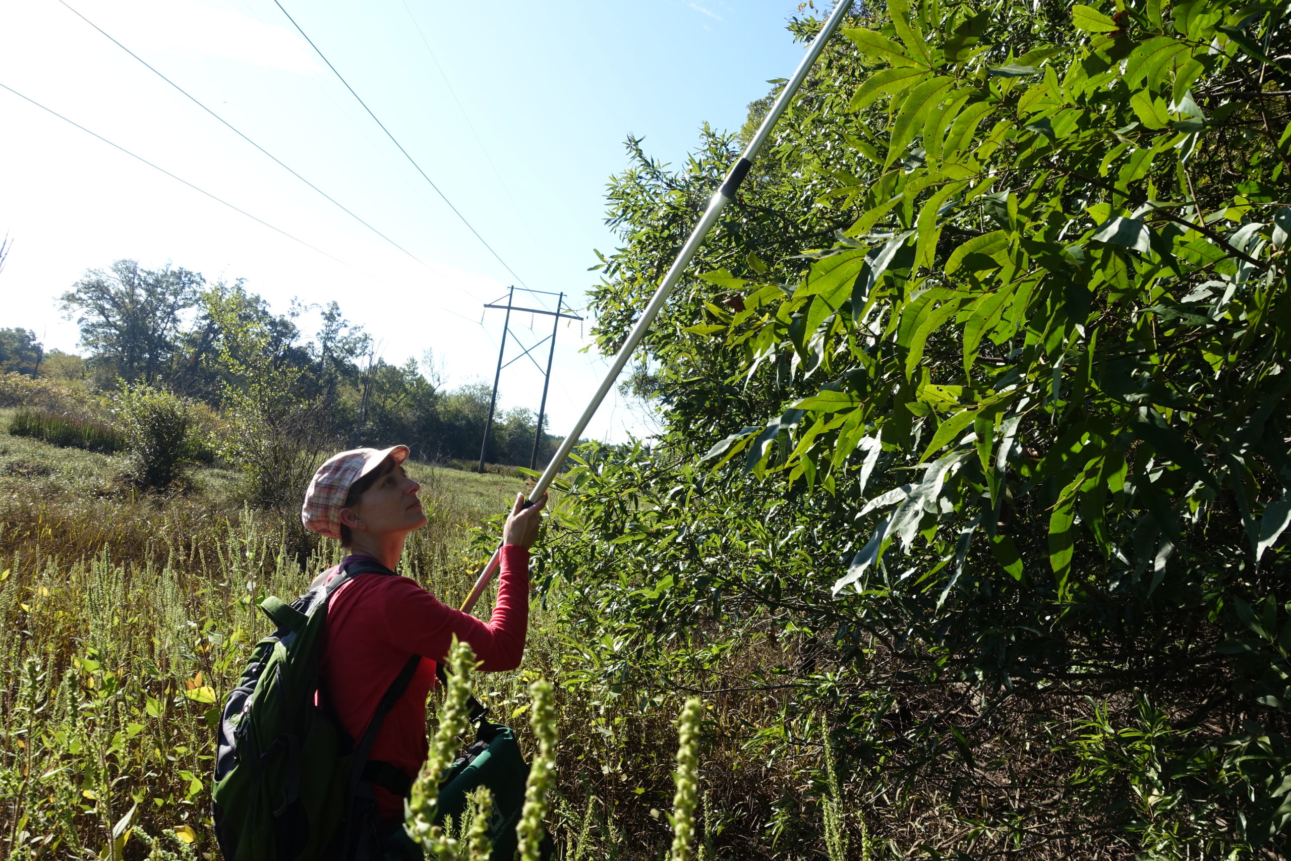 Kea harvesting water hickory (Carya aquatica) nuts with a pole pruner.