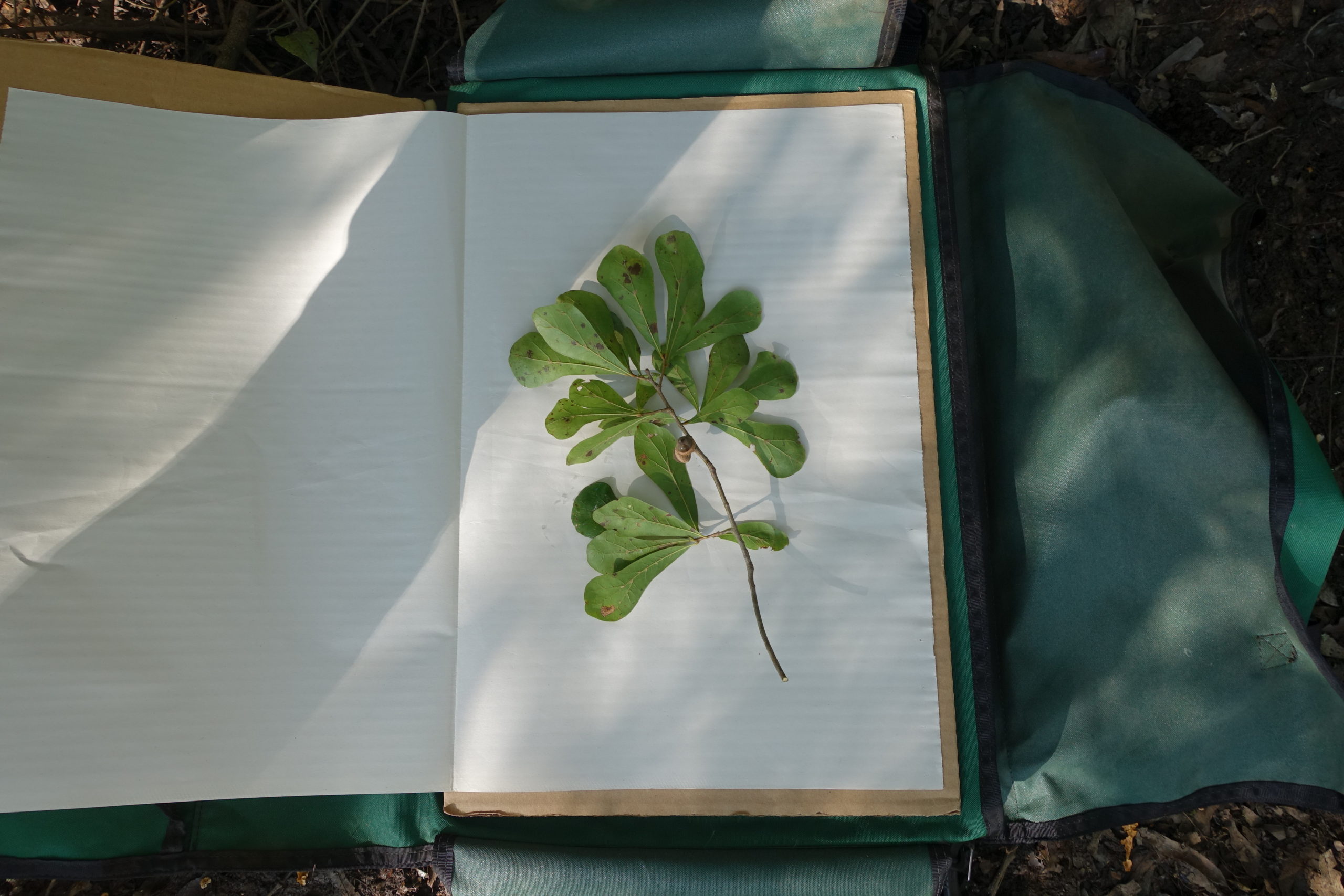 Water oak (Quercus nigra) herbarium voucher.