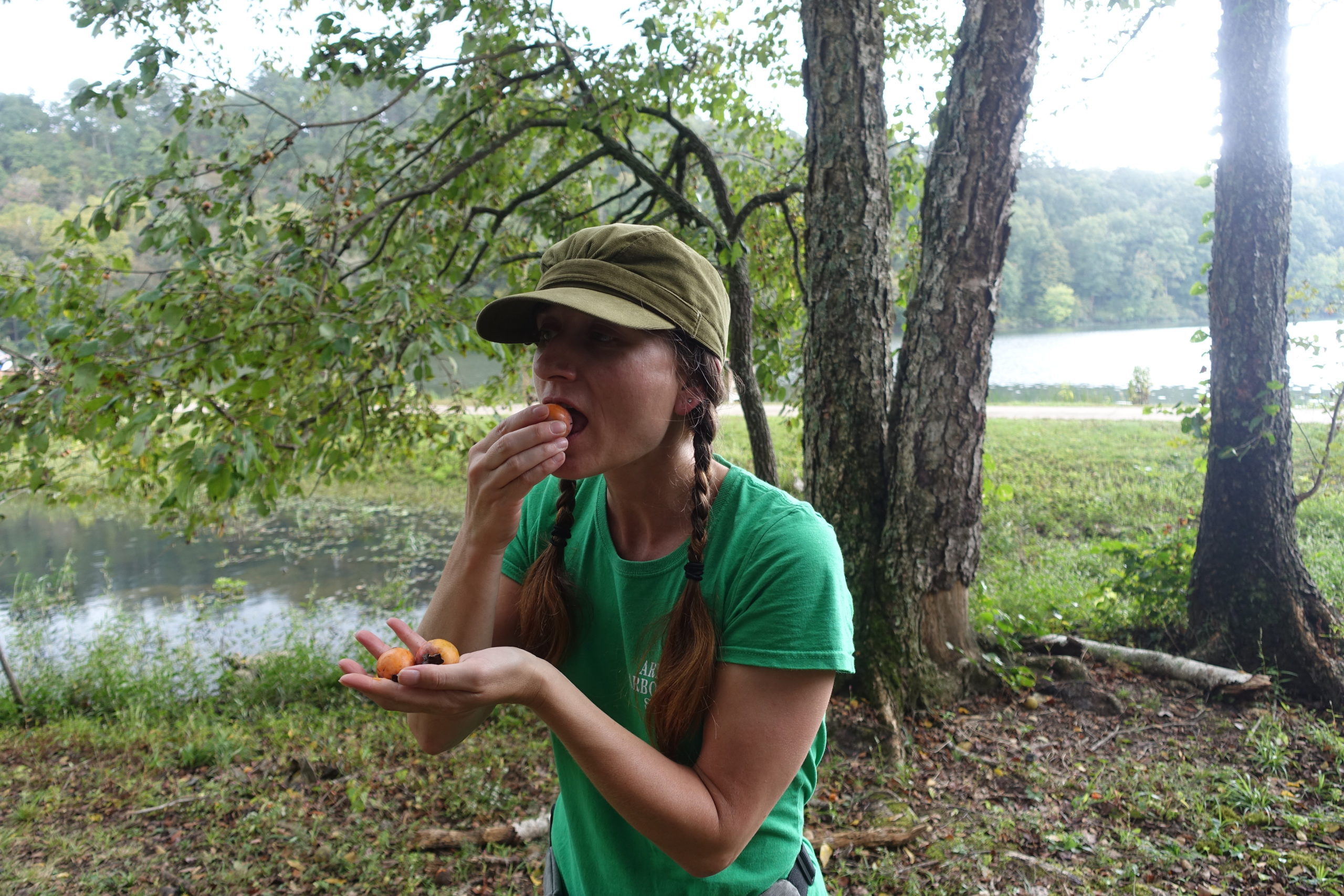 Kea tasting a persimmon (Diospyros virginiana) fruit at Shores Lake Recreation Area in the Ozark National Forest.