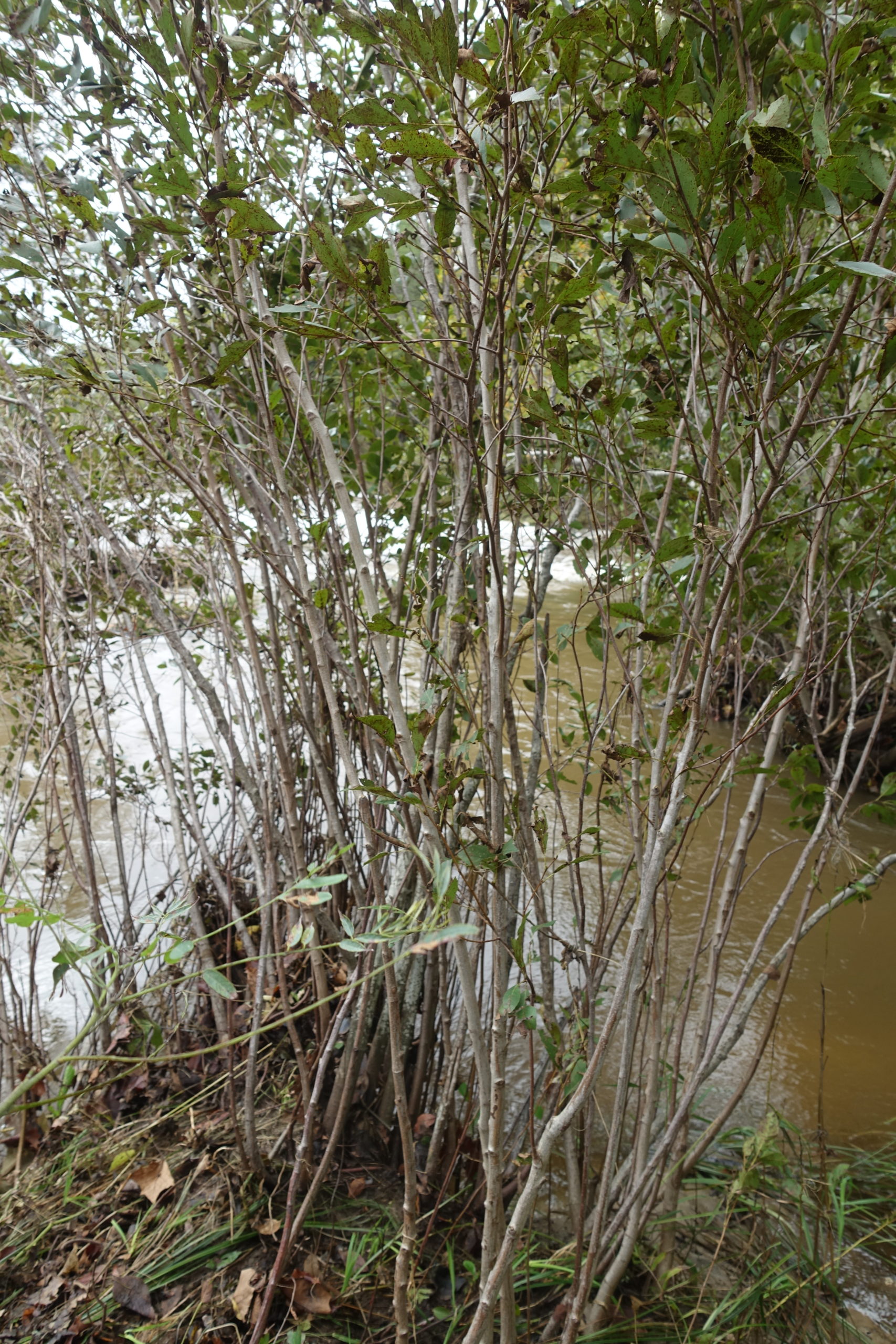 Seaside alder (Alnus maritima) growing along the Blue River in Tishomingo, Oklahoma.