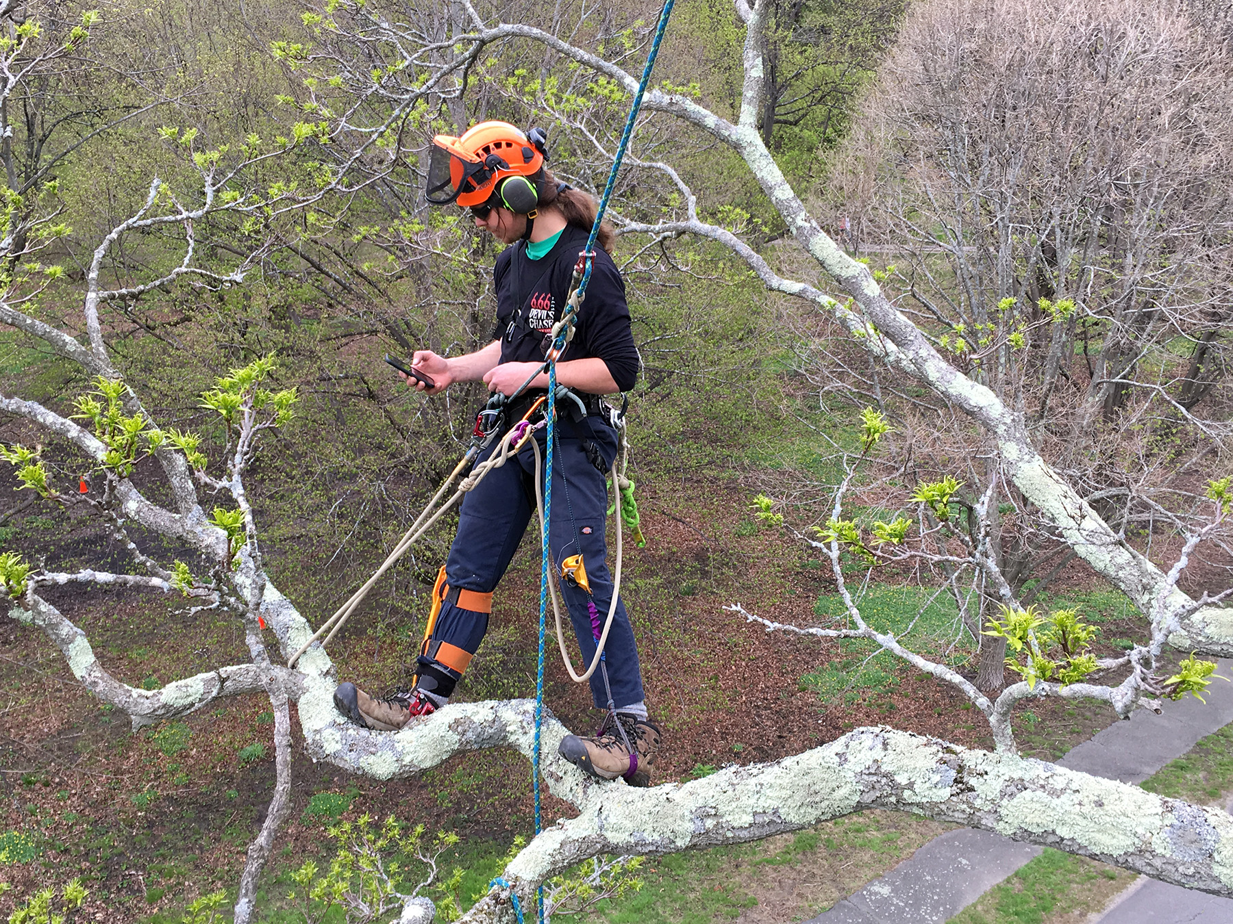 Arborist A.J. Tataronis consults ArbManager in the canopy