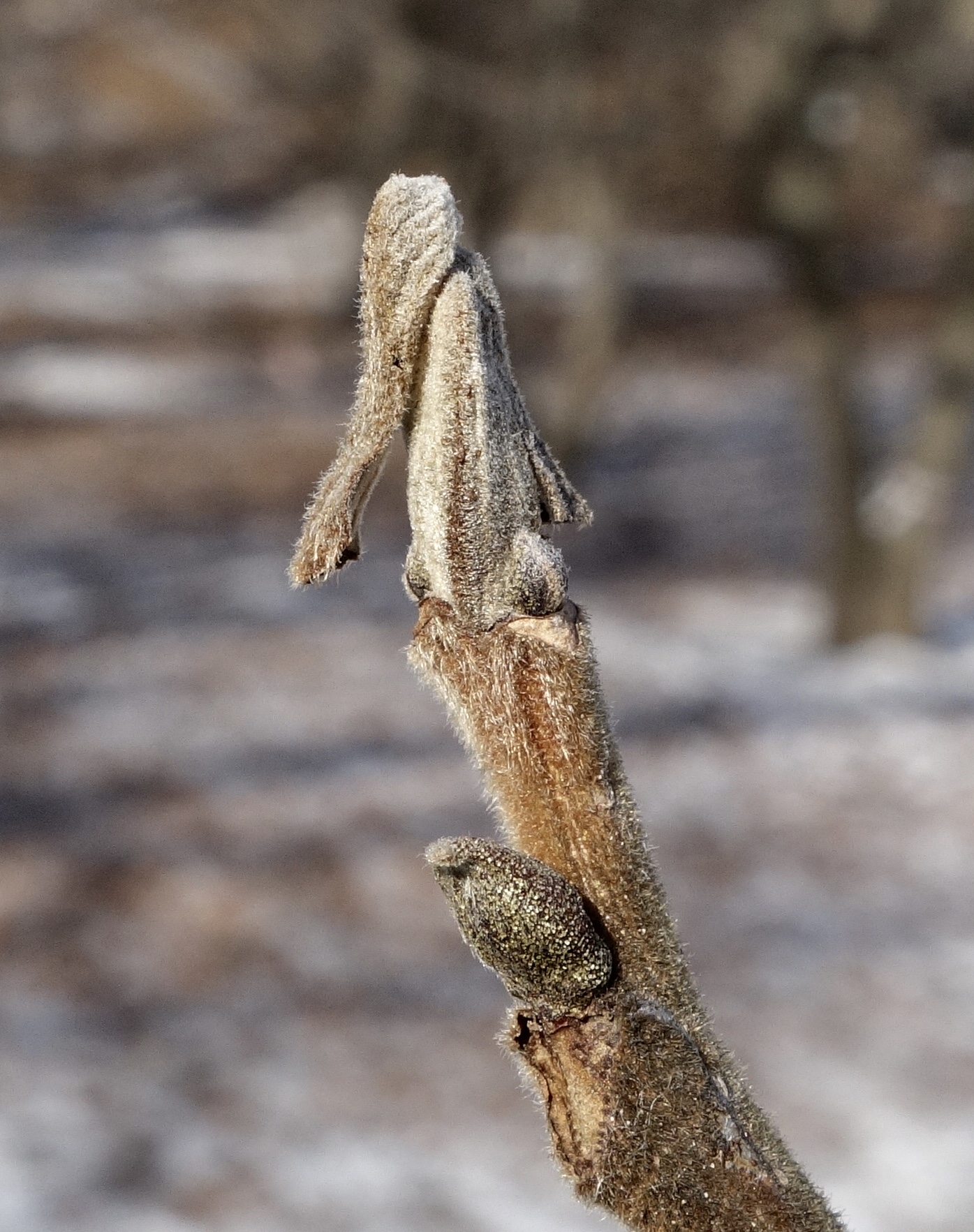 Winter buds of pecan