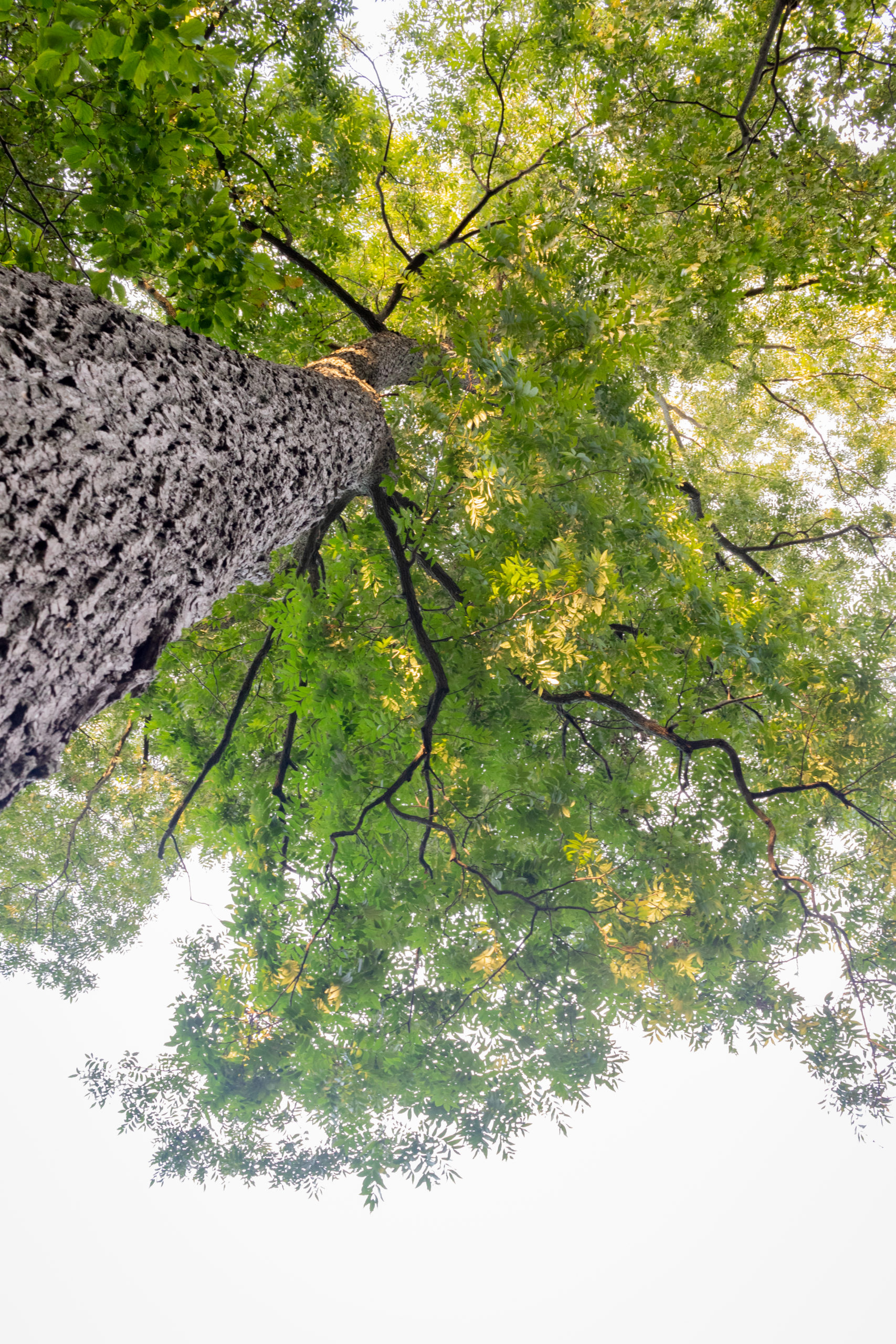 Trunk and canopy of large pecan