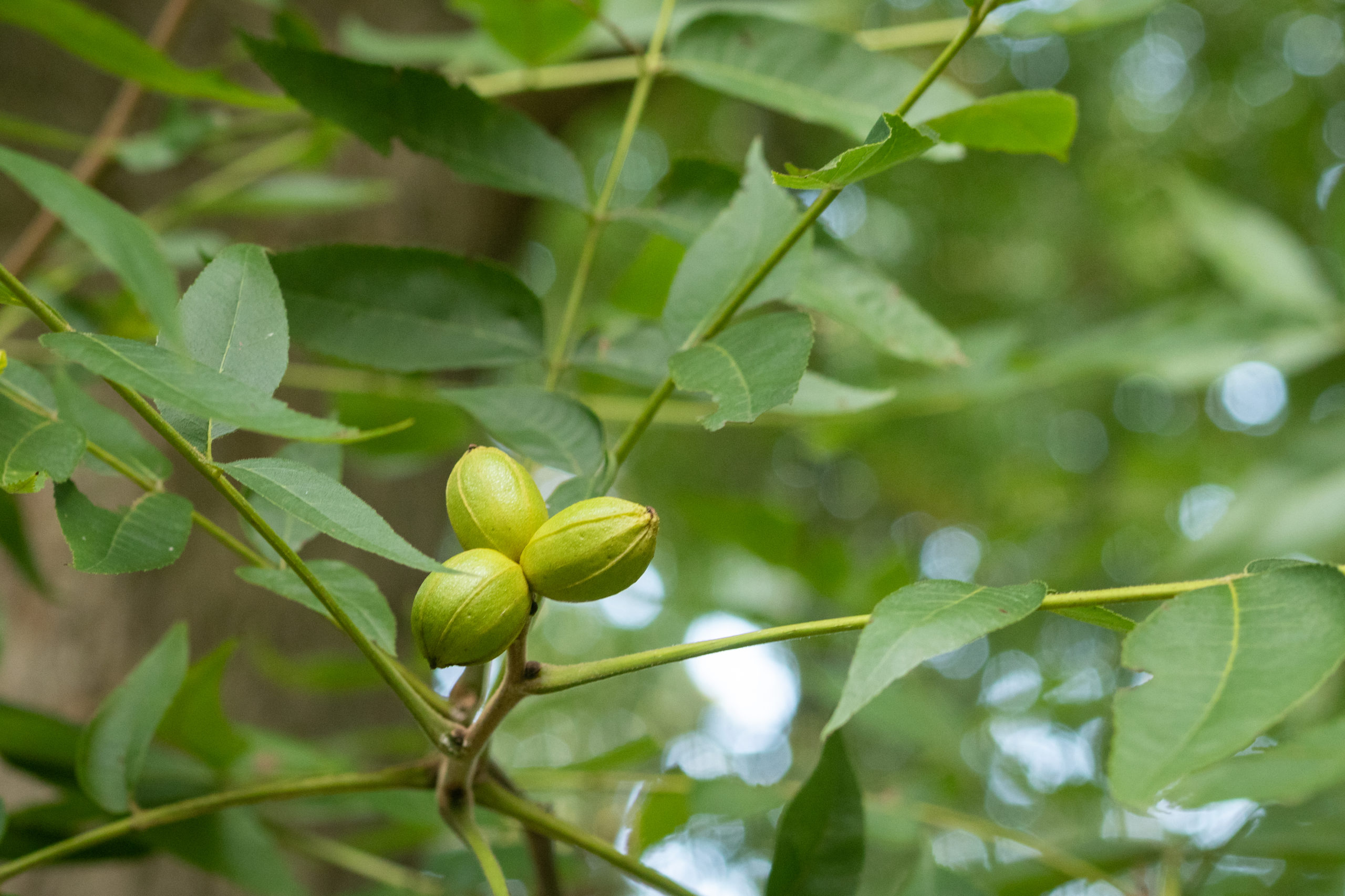 Maturing pecans on branch