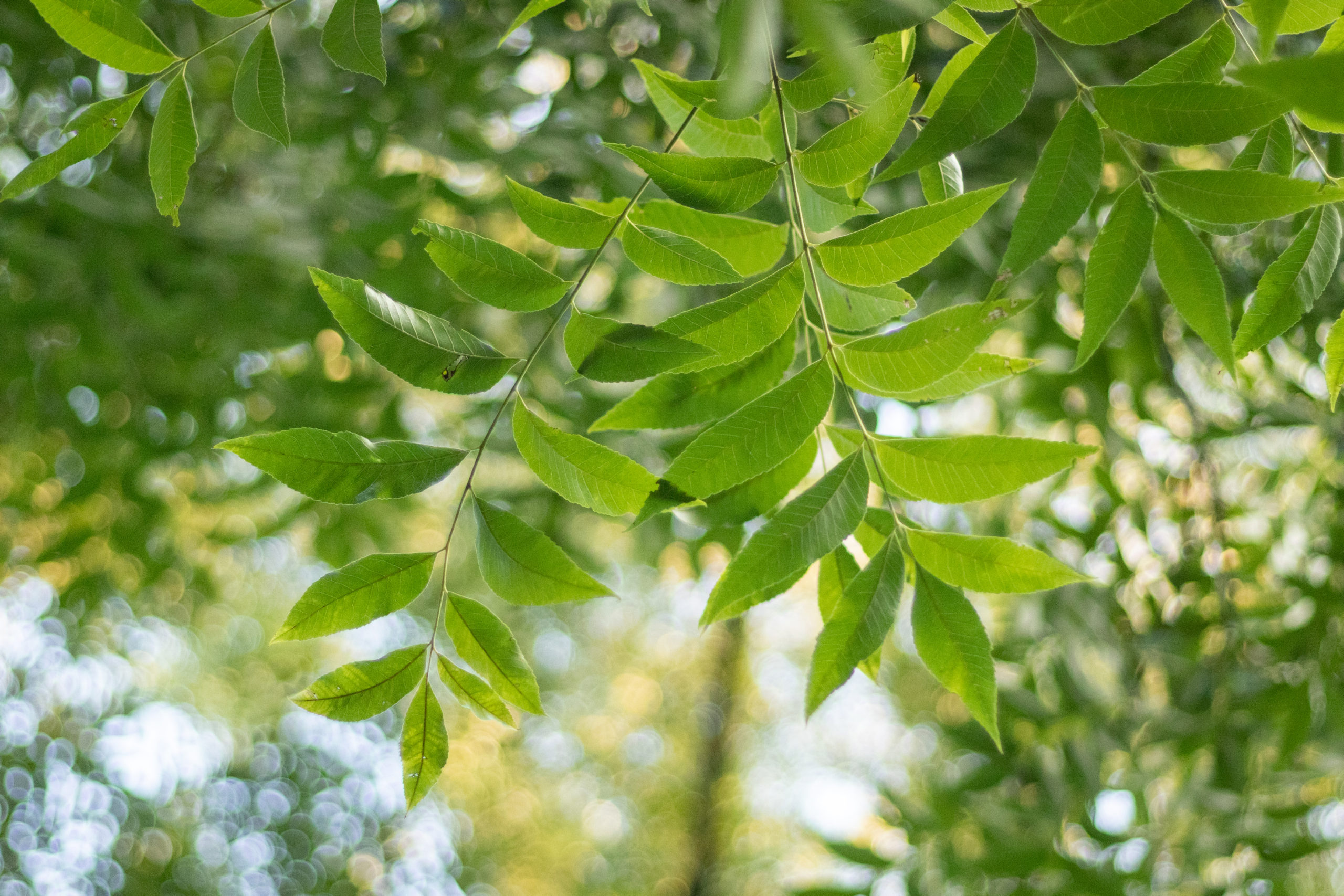 Leaves of pecan.