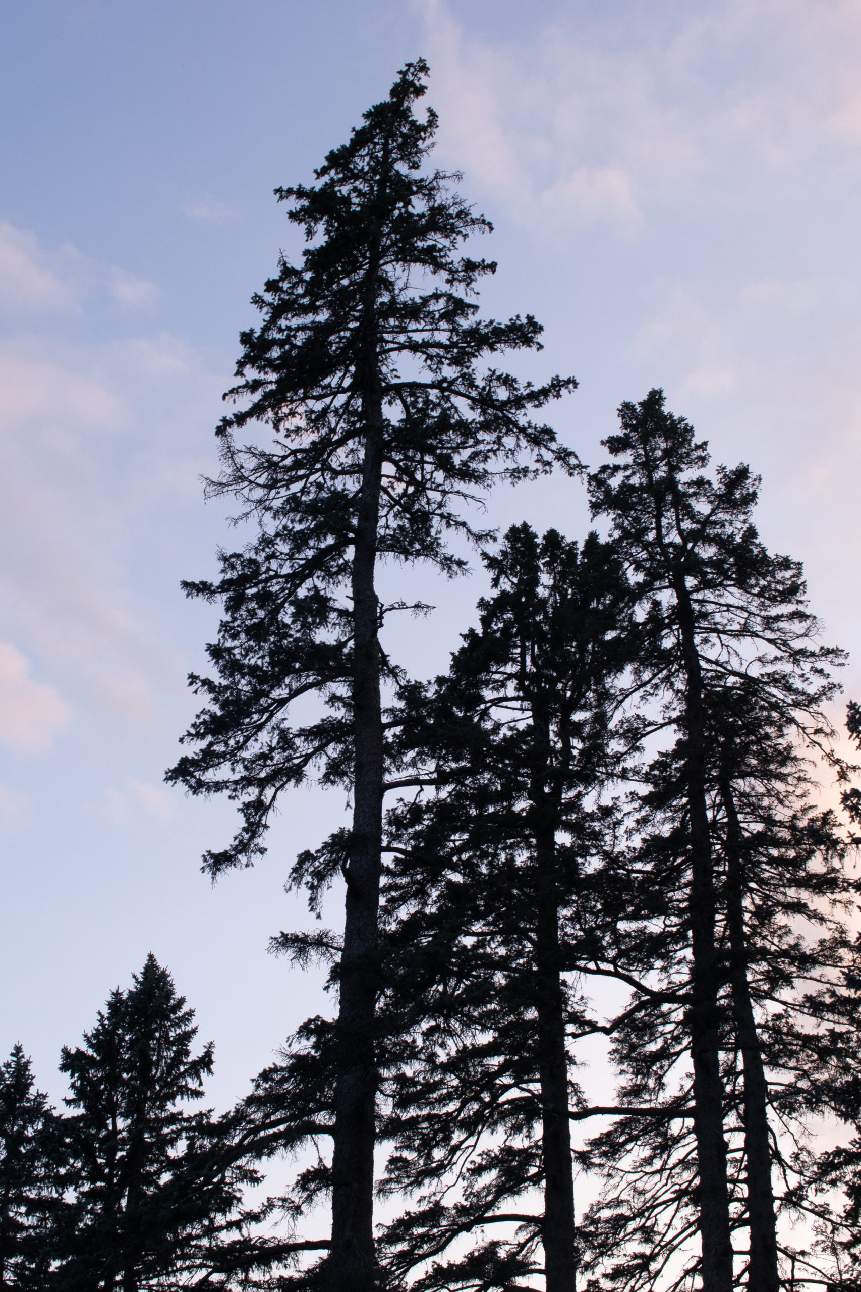 Silhouette of mature spruce.