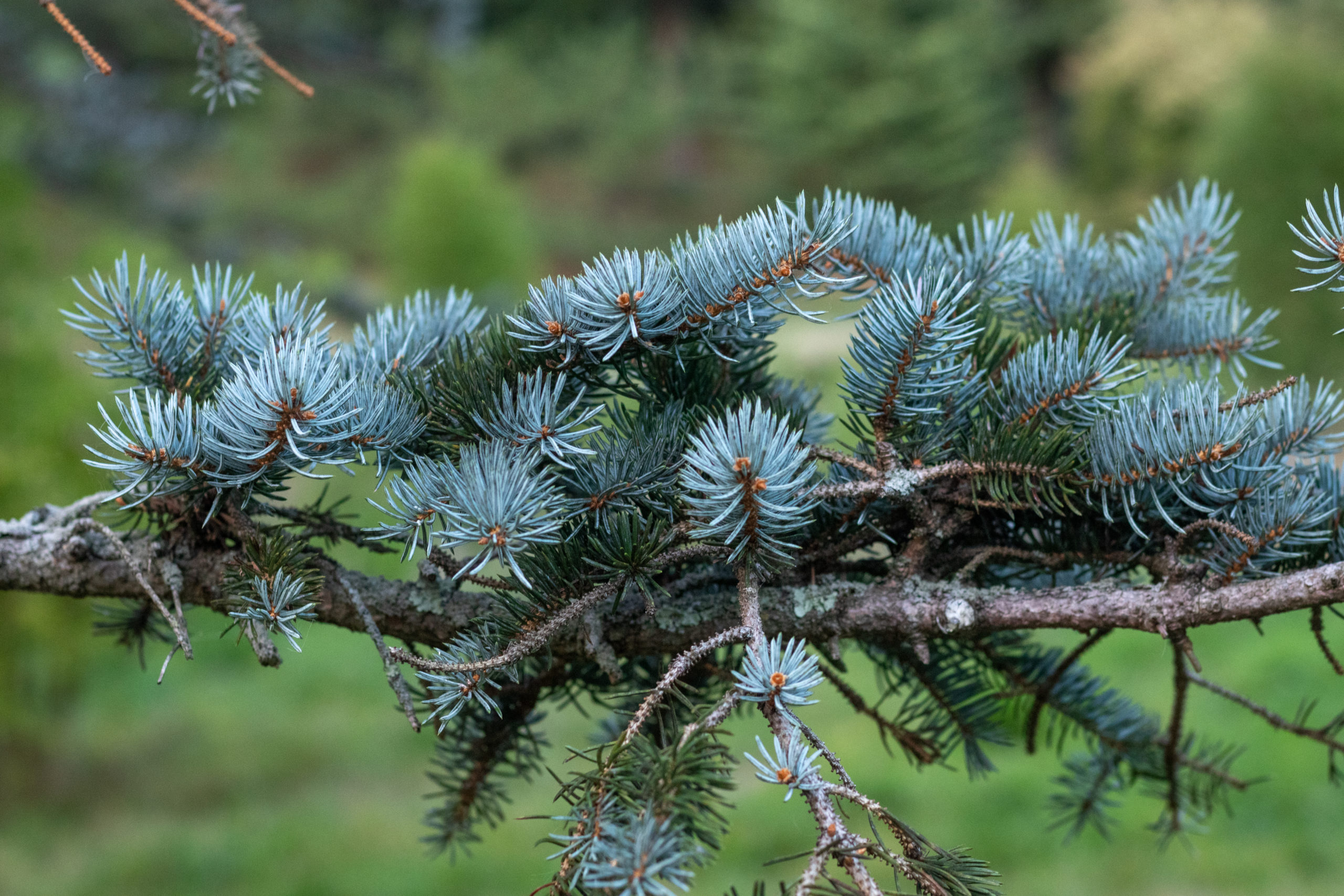 Cultivar of Colorado blue spruce showing bluer foliage