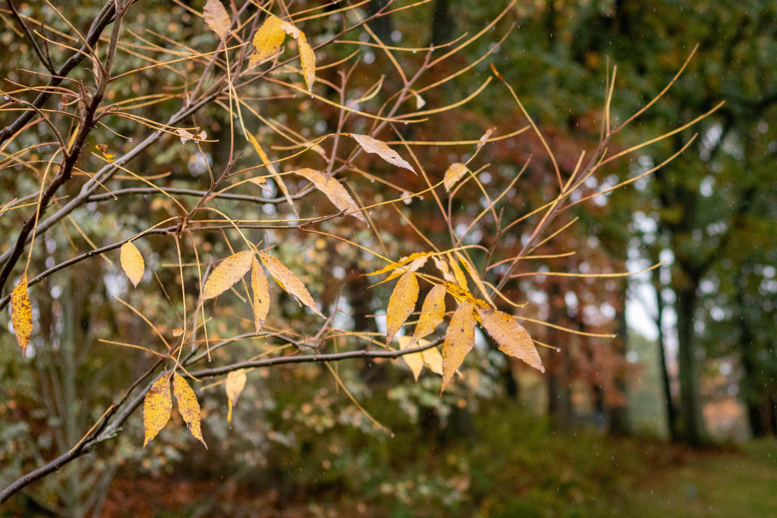 Yellow fall color on pecan