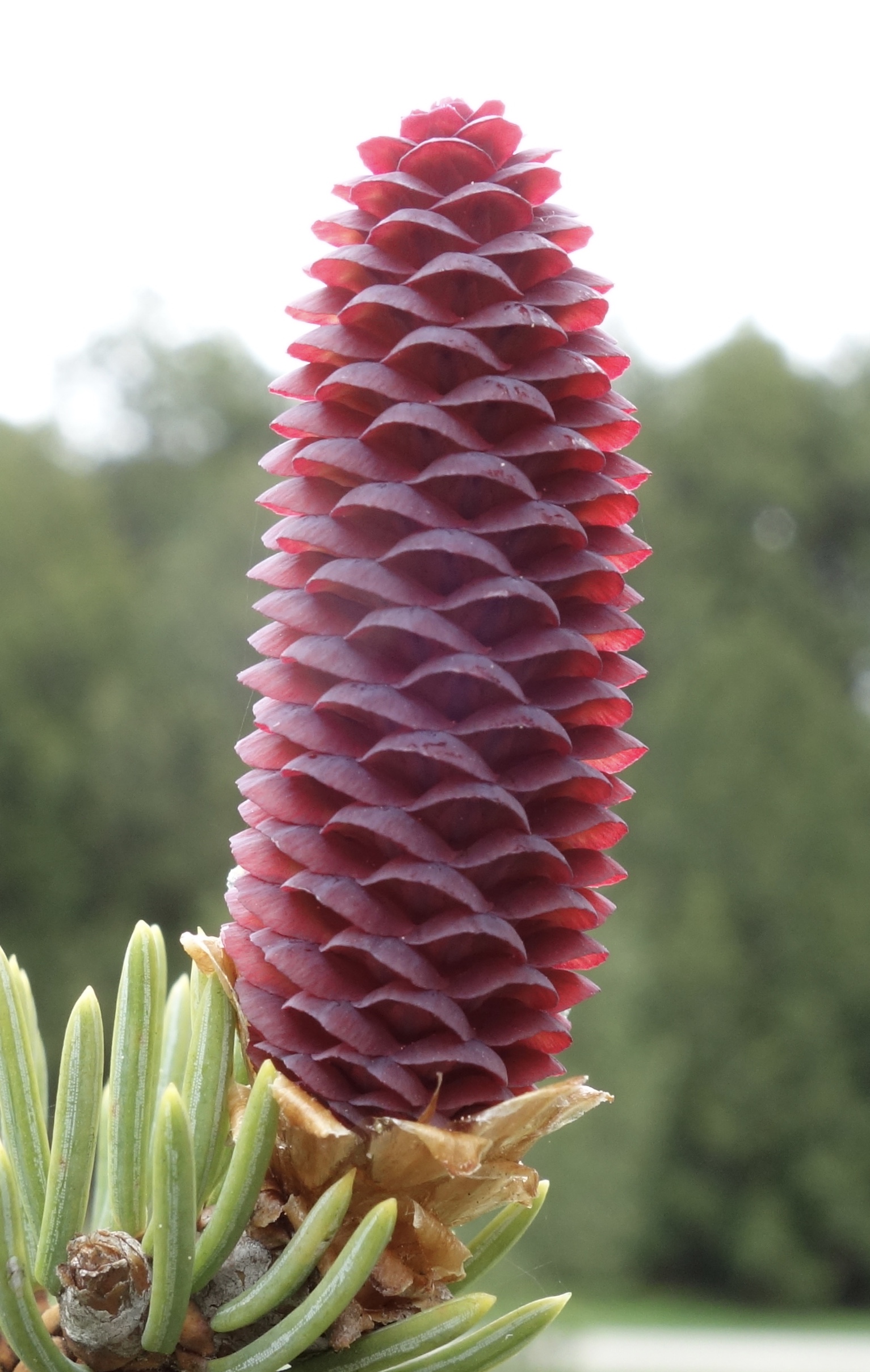 Spring cones of Colorado blue spruce
